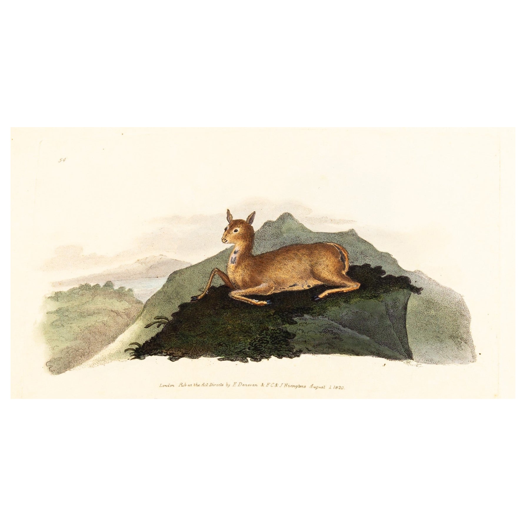 Handkolorierte Kupferplatte E. Donovan & F.C. & J. Rivington Aug 1820 Gravur