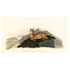 Handkolorierte Kupferplatte E. Donovan & F.C. & J. Rivington Aug 1820 Gravur
