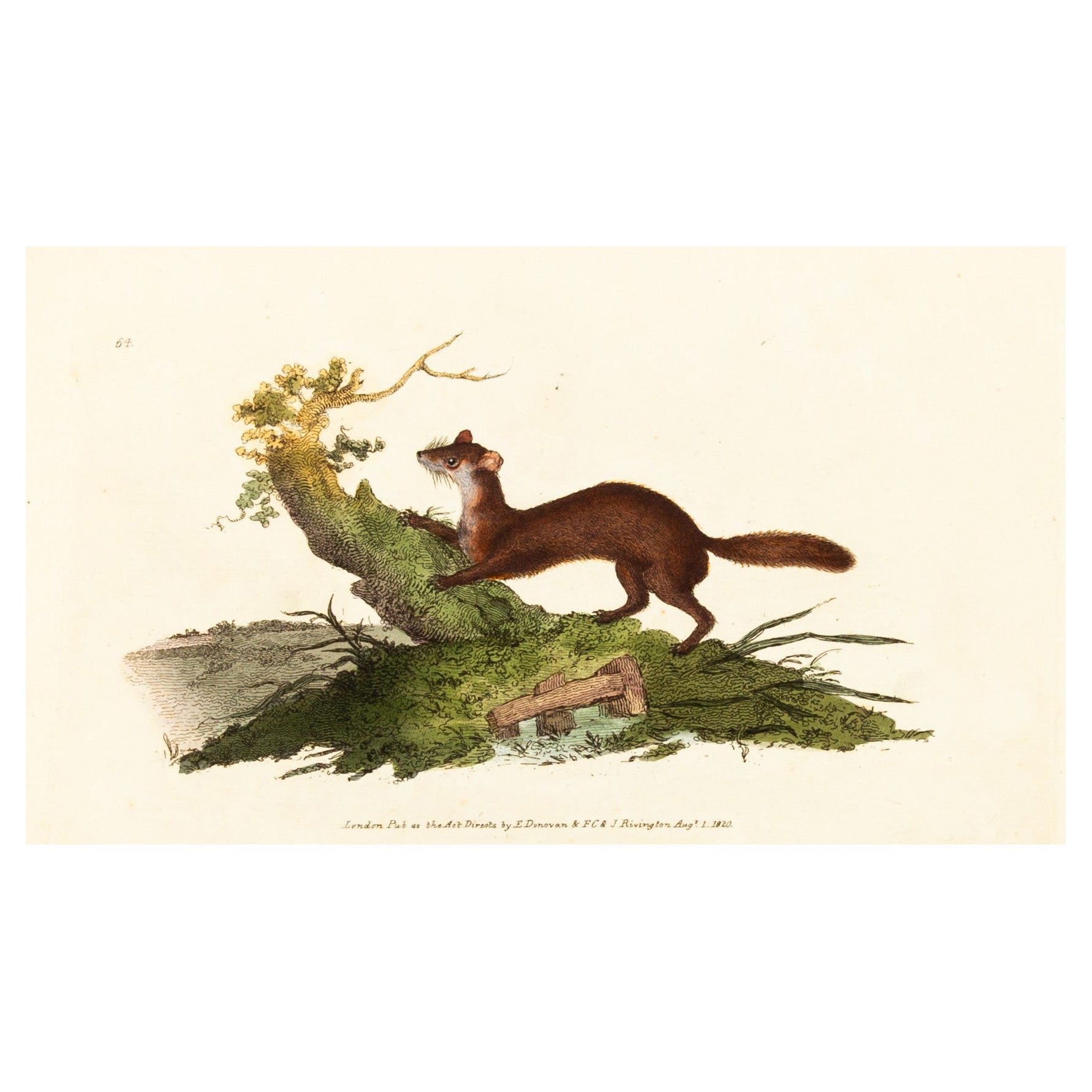 Gravure de E. Donovan & F.C. & J. Rivington, Aug 1820