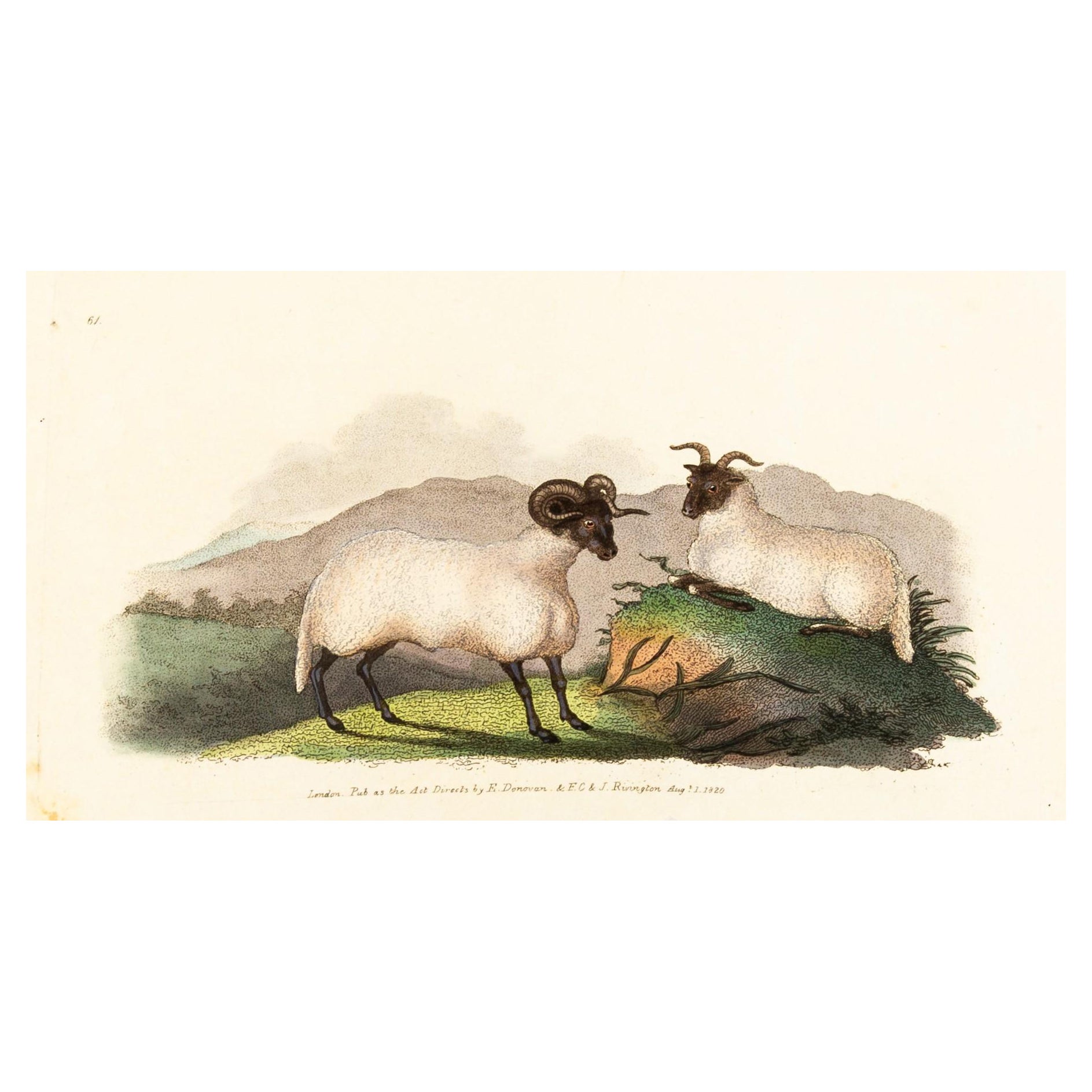 Handkolorierte Kupferplatte E. Donovan & F.C. & J. Rivington Aug 1820 Gravur im Angebot