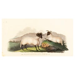Handkolorierte Kupferplatte E. Donovan & F.C. & J. Rivington Aug 1820 Gravur