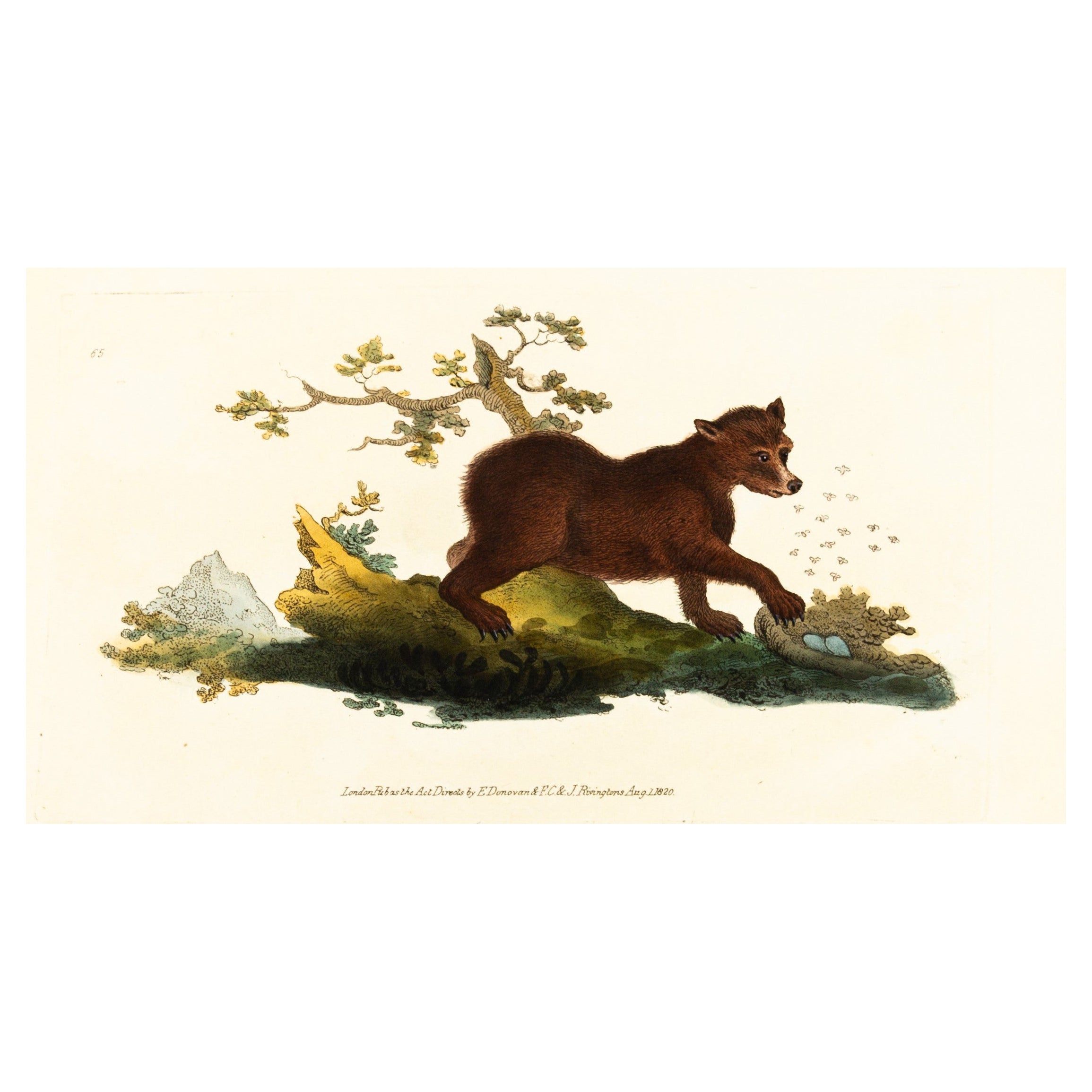 Handkolorierte Kupferplatte E. Donovan & F.C. & J. Rivington Aug 1820 Gravur