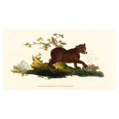 Handkolorierte Kupferplatte E. Donovan & F.C. & J. Rivington Aug 1820 Gravur