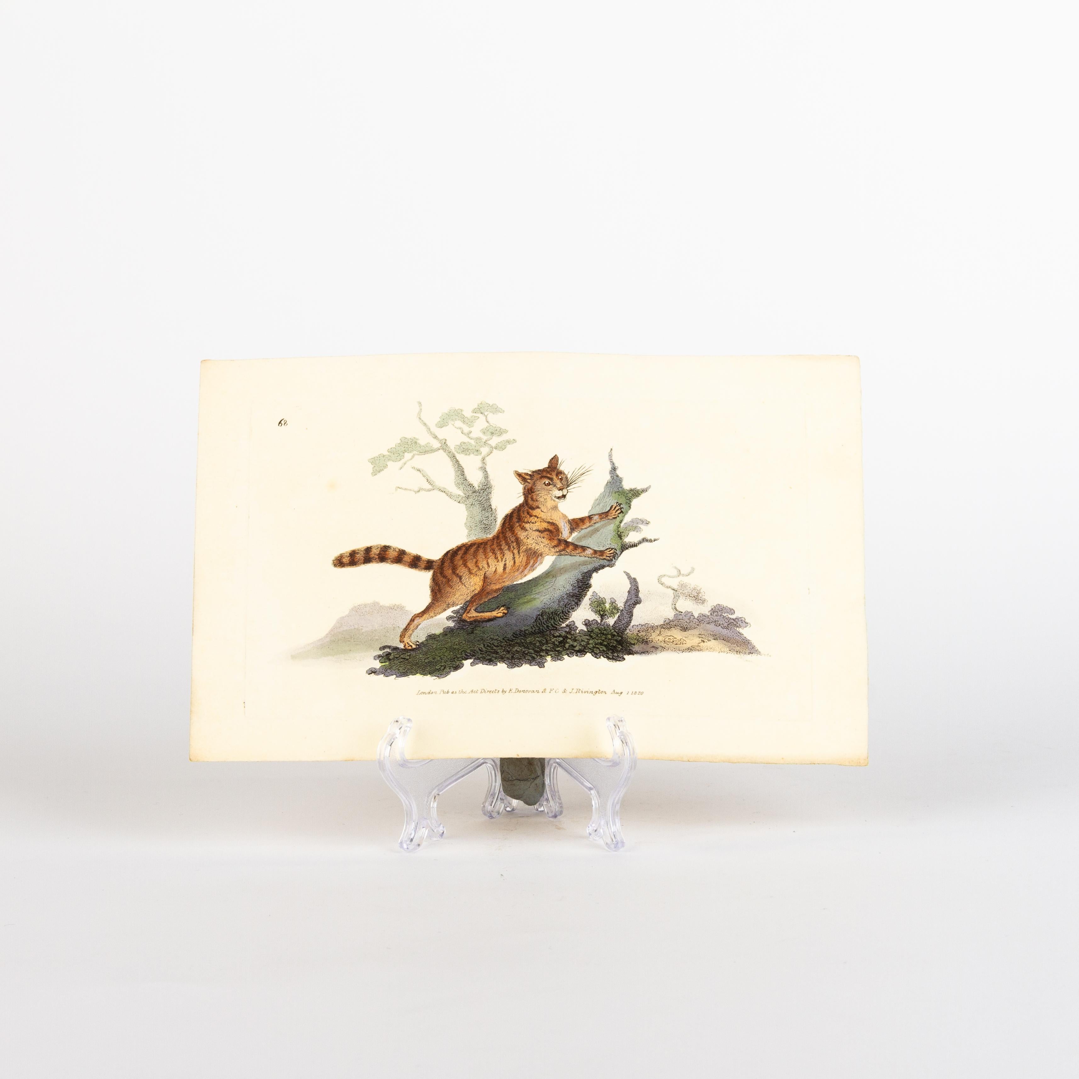 Original Handcoloured Copperplate E. Donovan & F.C. & J. Rivington Aug 1st 1820 Engraving
Good overall condition
Free international shipping.
