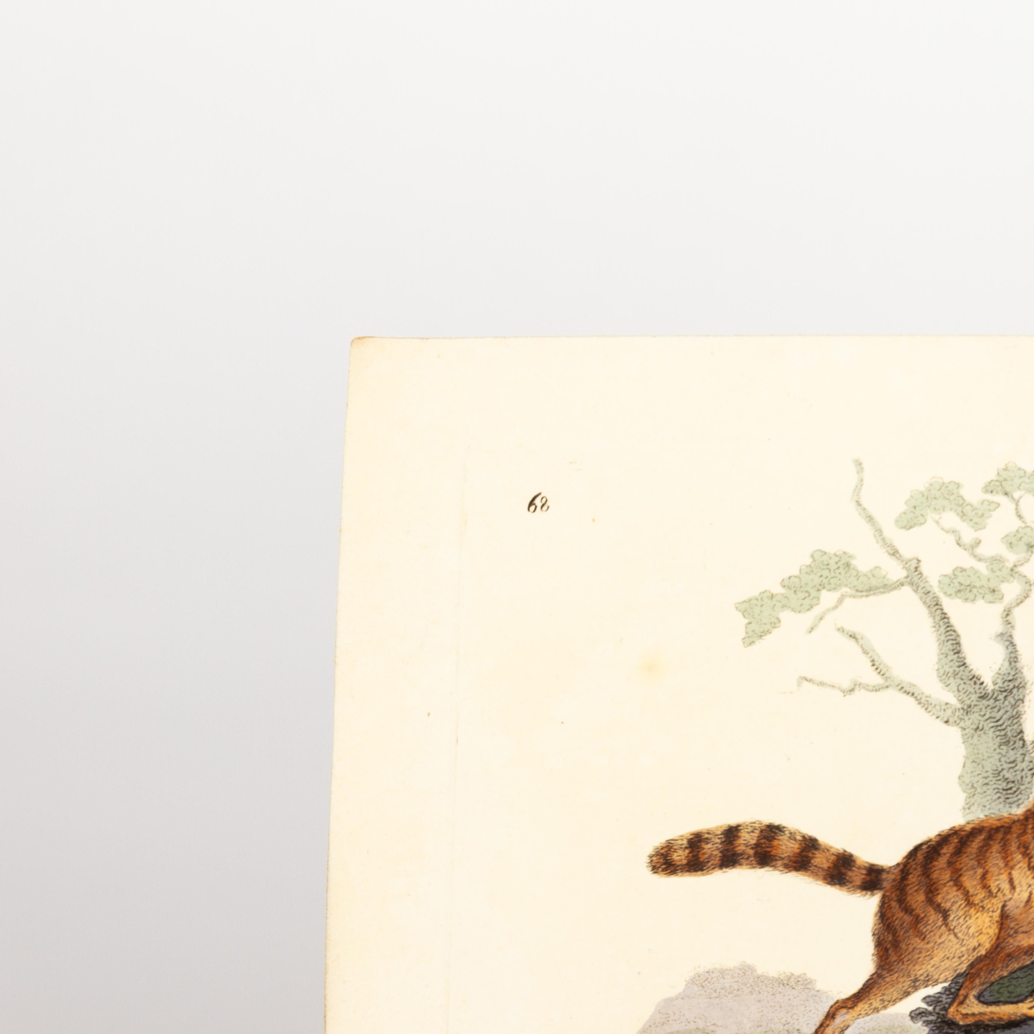 Handcoloured Copperplate E. Donovan & F.C. & J. Rivington Aug 1st 1820 Engraving In Good Condition For Sale In Nottingham, GB