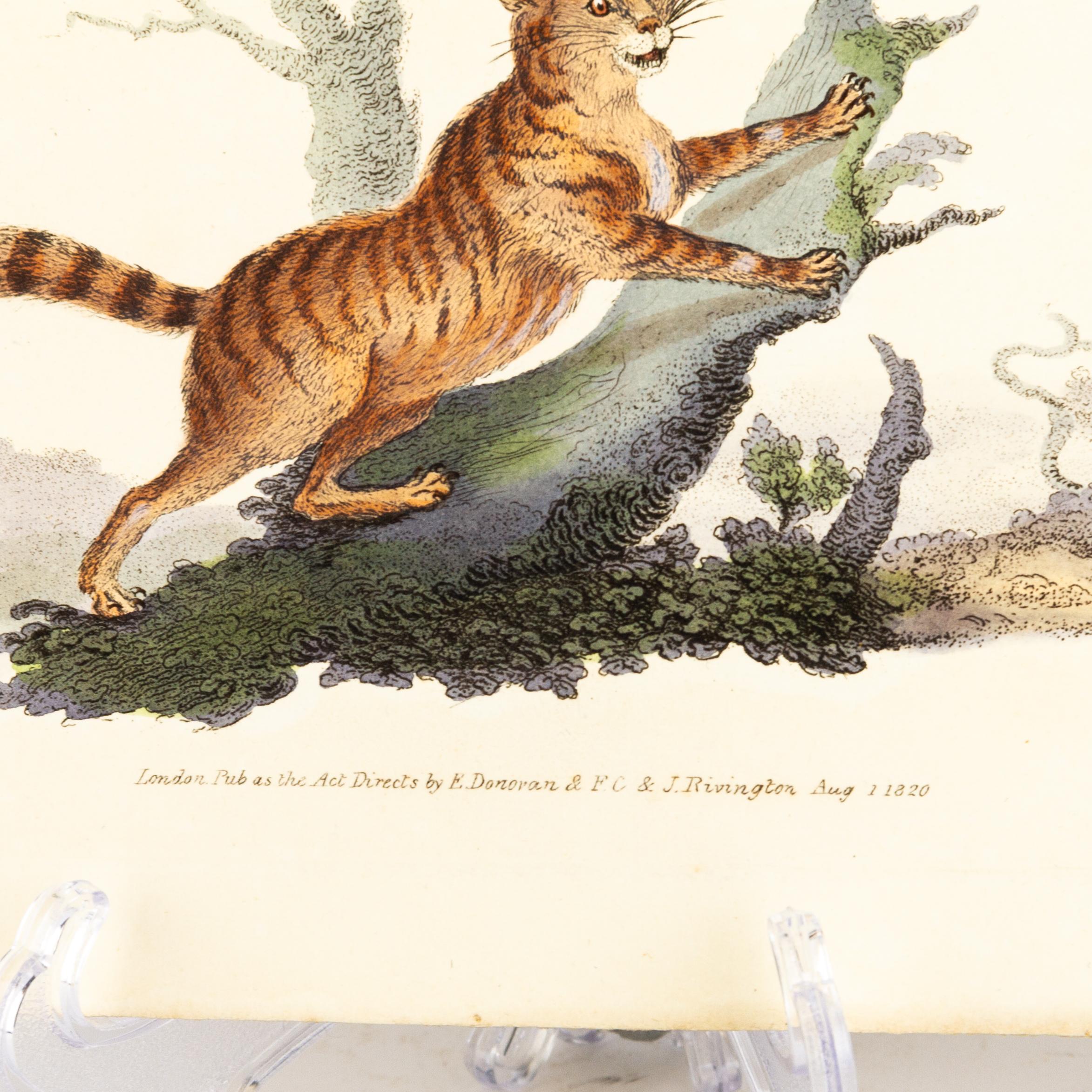 19th Century Handcoloured Copperplate E. Donovan & F.C. & J. Rivington Aug 1st 1820 Engraving For Sale
