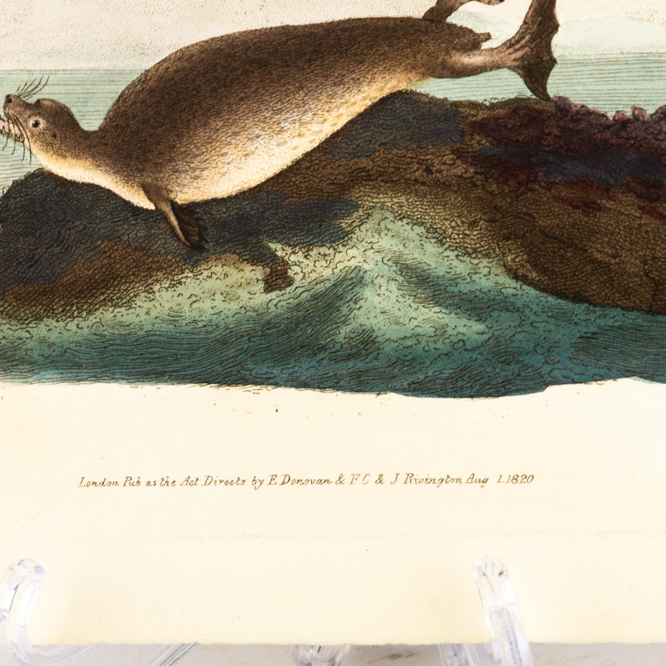 Handkolorierte Kupferplatte E. Donovan & F.C. & J. Rivington 1. August 1820 Gravur (19. Jahrhundert) im Angebot