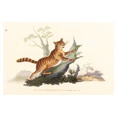Handcoloured Copperplate E. Donovan & F.C. & J. Rivington Aug 1st 1820 Engraving