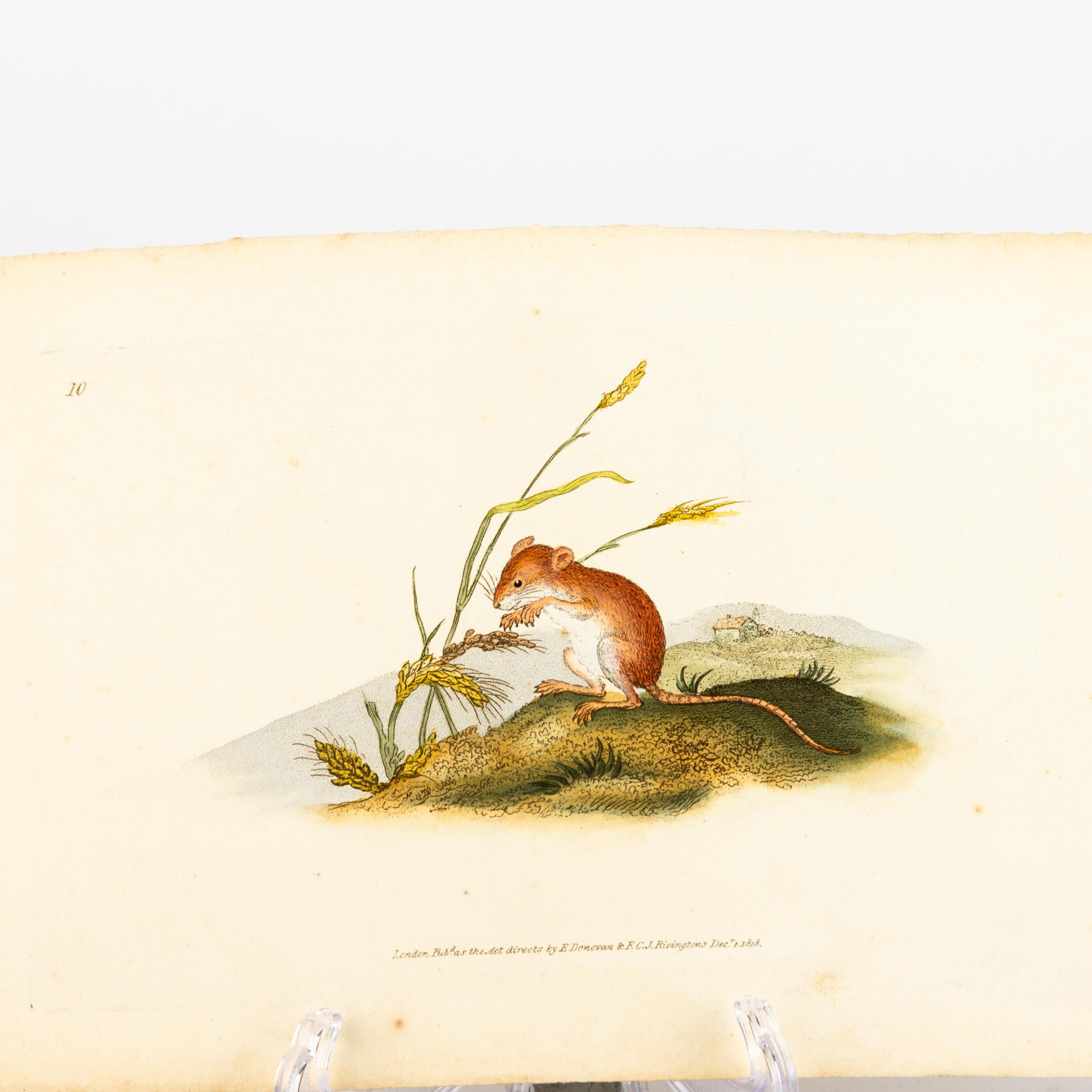 Handkolorierte Kupferplatte E. Donovan & F.C. & J. Rivington Dec 1818 Gravur im Zustand „Gut“ im Angebot in Nottingham, GB