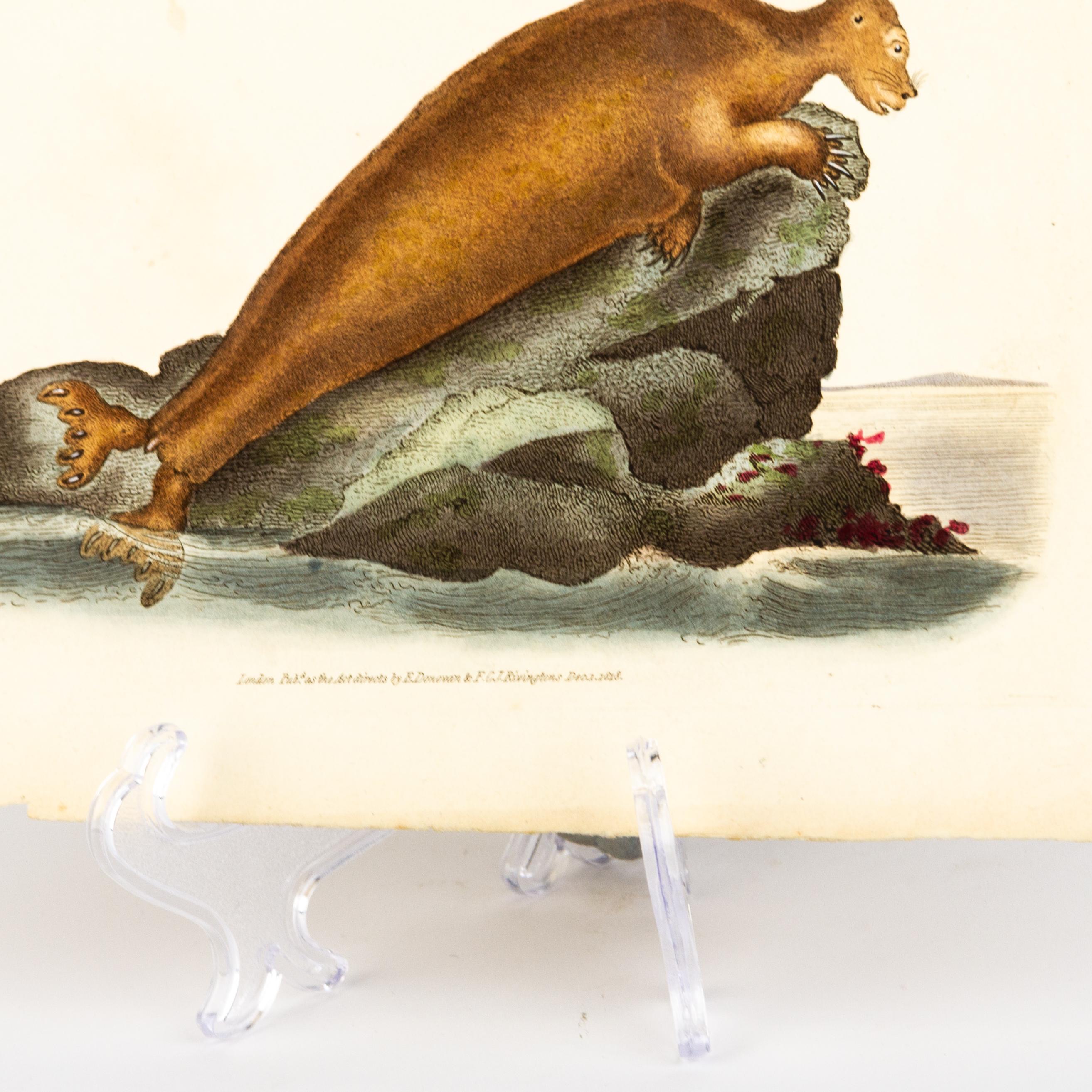 Handkolorierte Kupferplatte E. Donovan & F.C. & J. Rivington Dec 1818 Gravur (19. Jahrhundert) im Angebot
