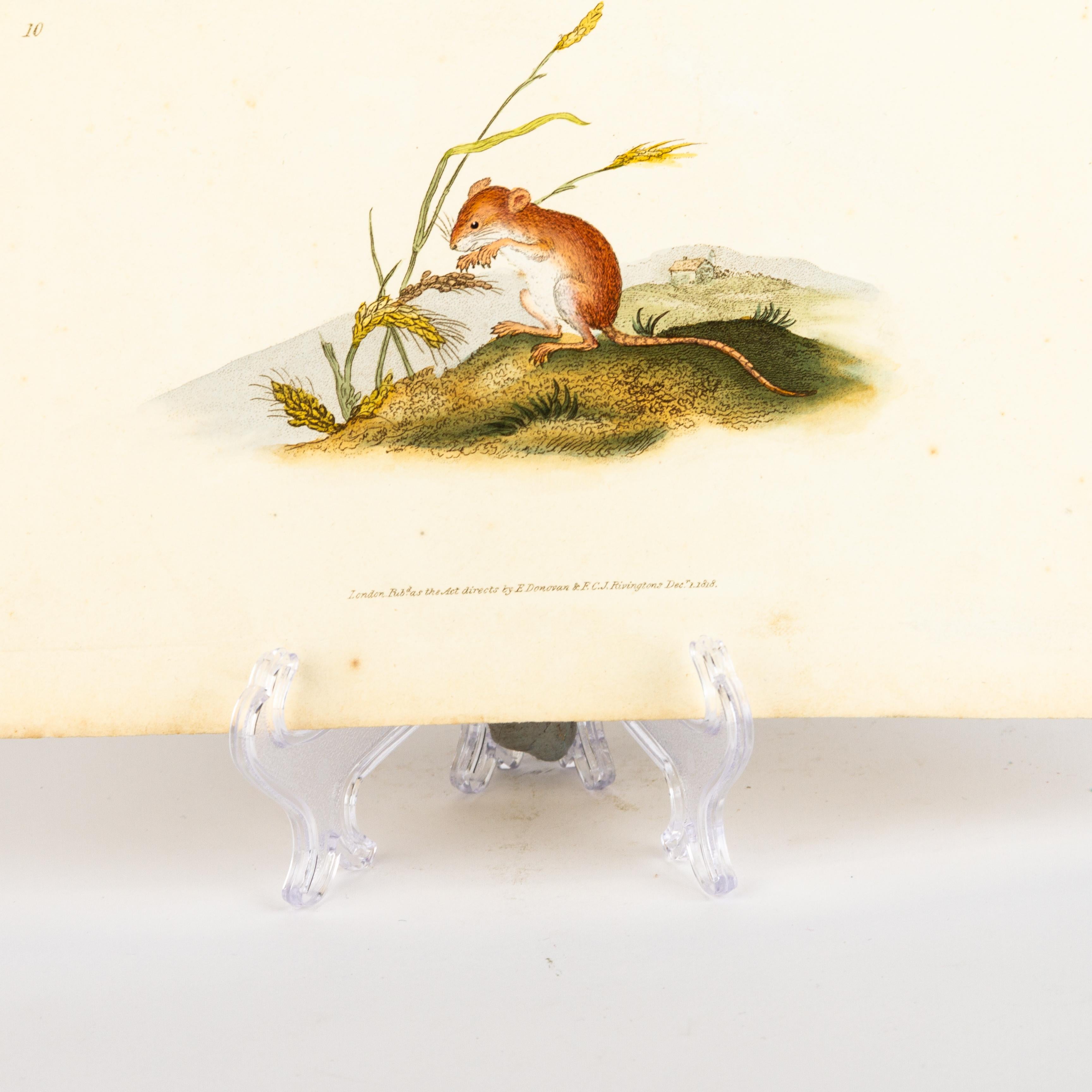 Handkolorierte Kupferplatte E. Donovan & F.C. & J. Rivington Dec 1818 Gravur (19. Jahrhundert) im Angebot