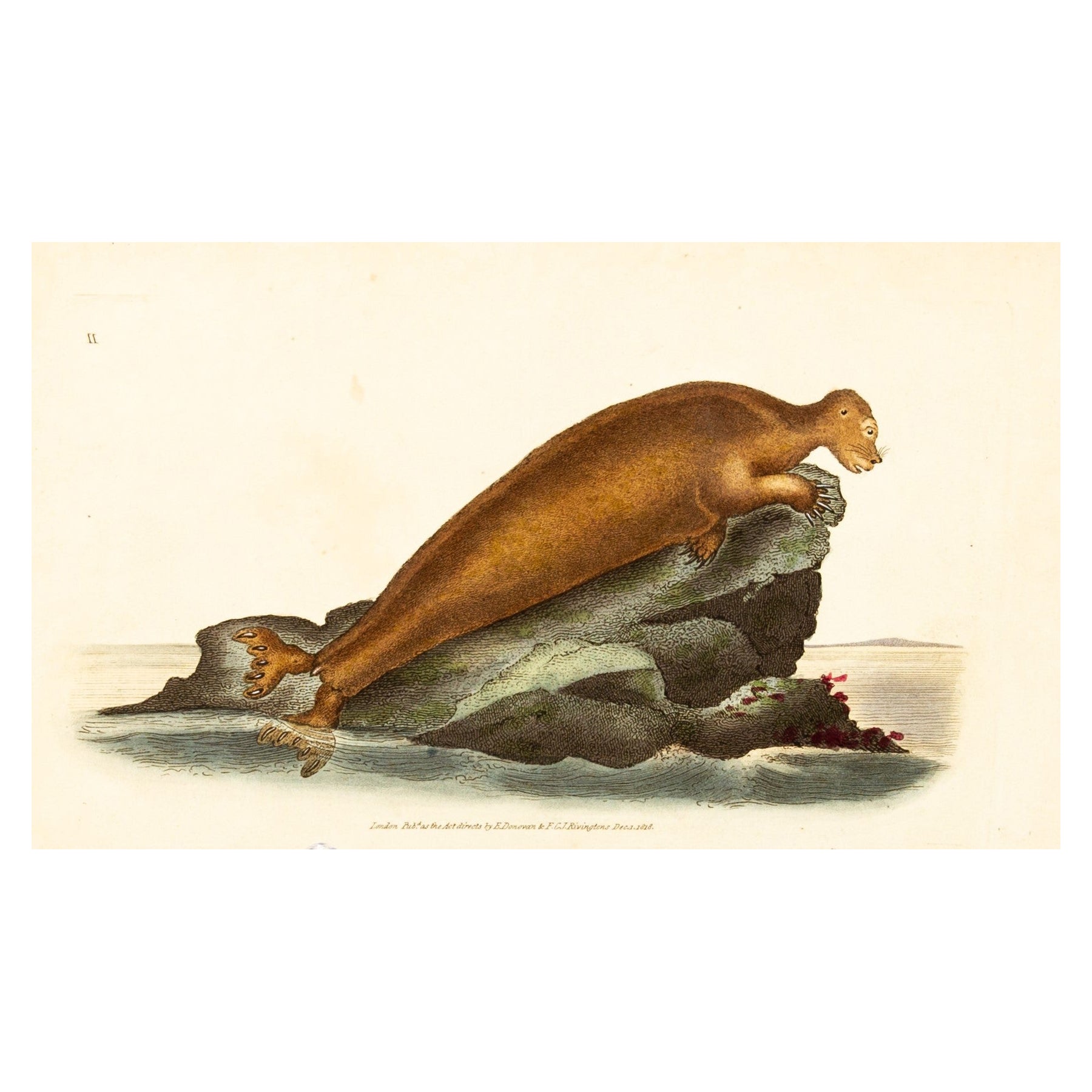 Handcoloured Copperplate E. Donovan & F.C. & J. Rivington Dec 1818 Engraving For Sale