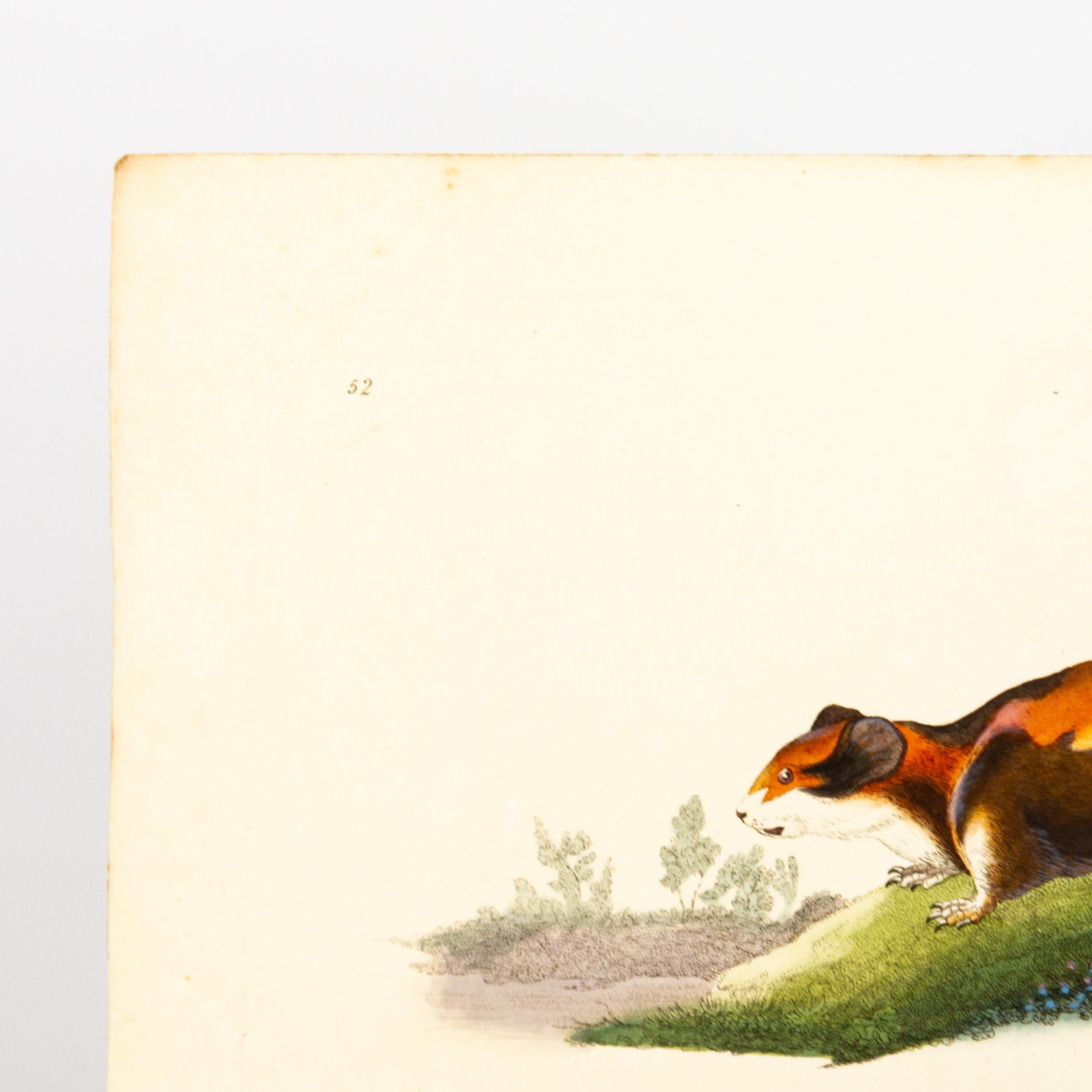 Original Handkolorierter Kupferstich E. Donovan & F.C. & J. Rivington Feb 1820 Kupferstich
Guter Gesamtzustand
Kostenloser internationaler Versand.