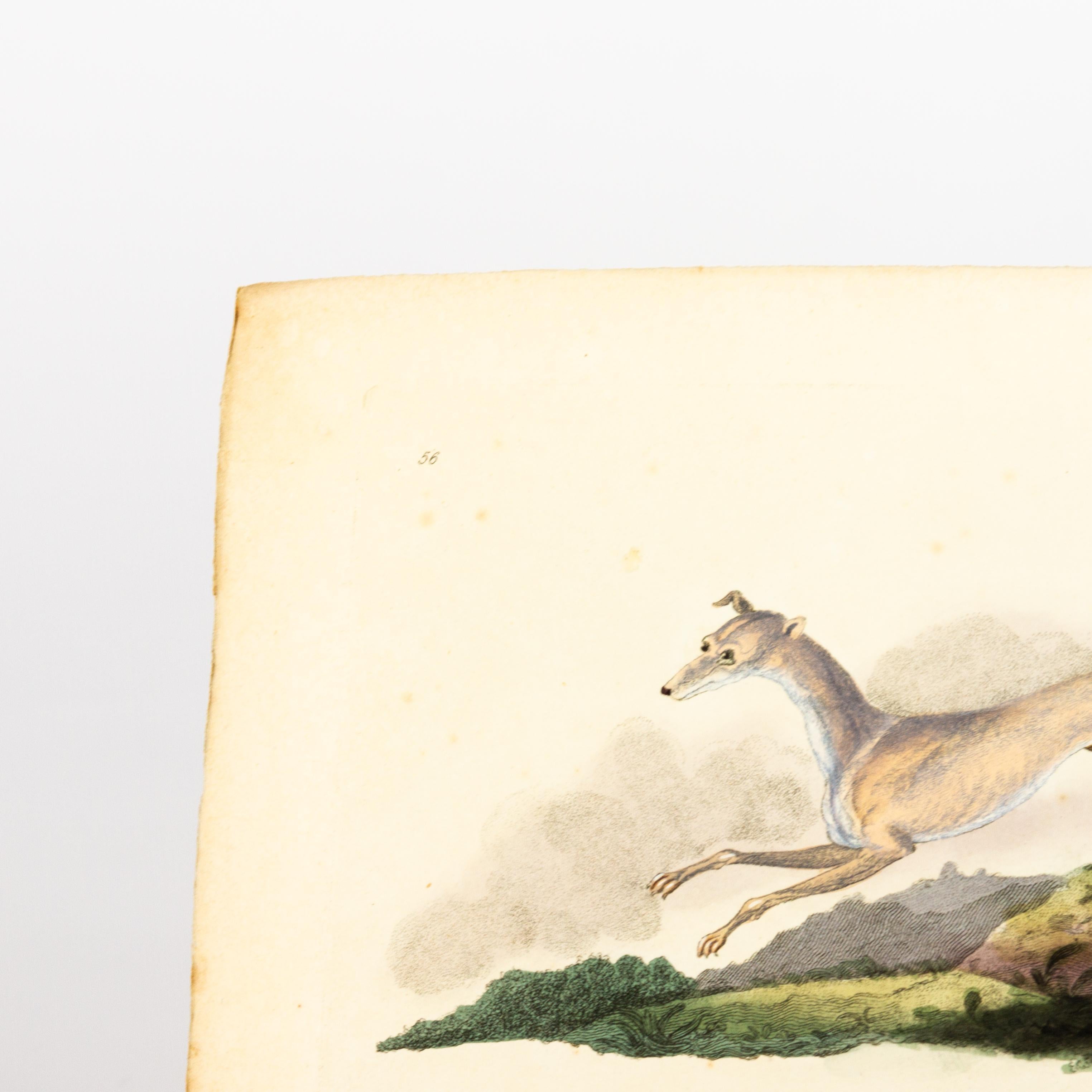 Original Handcoloured Copperplate E. Donovan & F.C. & J. Rivington Feb 1820 Engraving
Good overall condition
Free international shipping.