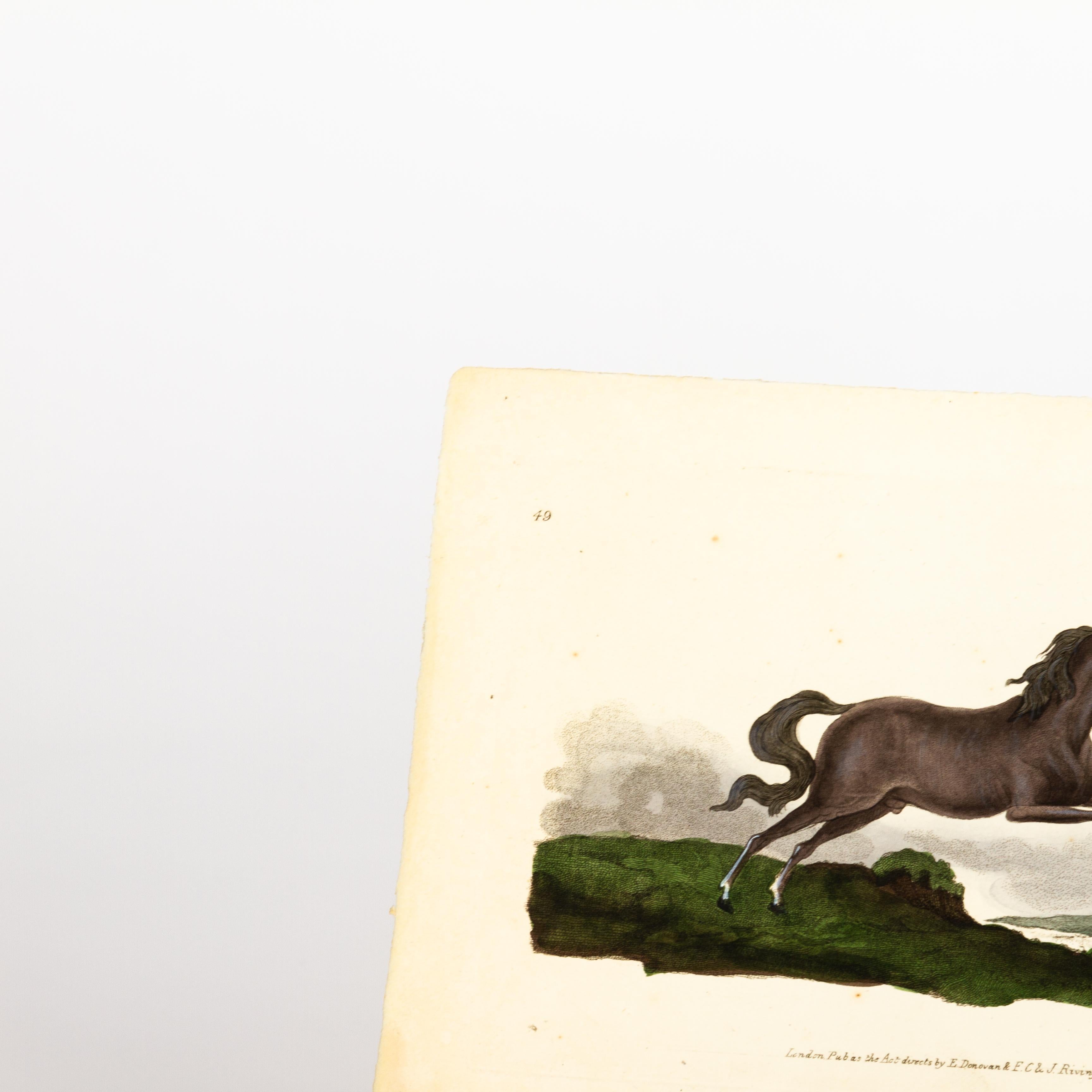 Original Handkolorierter Kupferstich E. Donovan & F.C. & J. Rivington Feb 1820 Kupferstich
Guter Gesamtzustand
Kostenloser internationaler Versand.