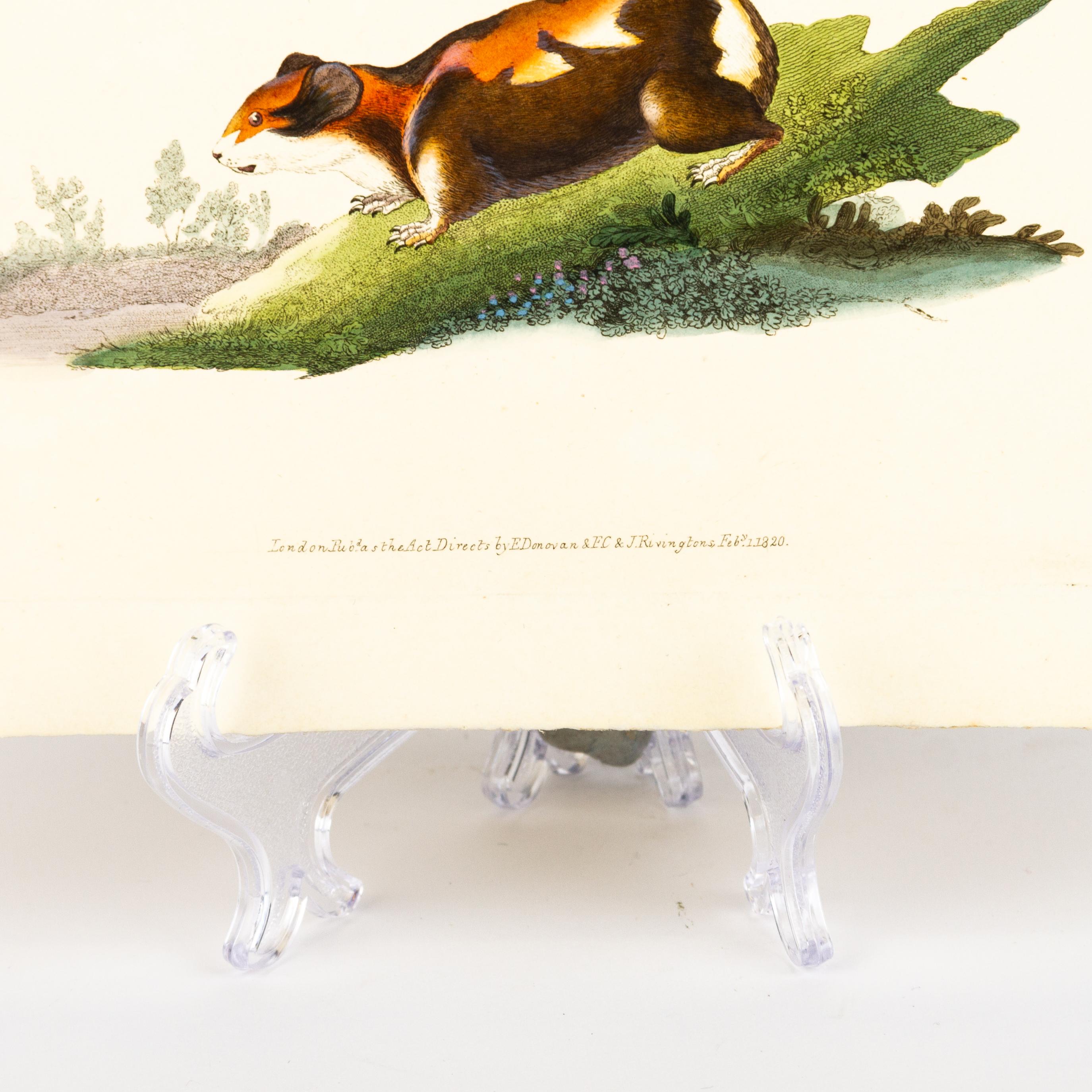 Handkolorierte Kupferplatte E. Donovan & F.C. & J. Rivington Feb 1820 Gravur im Zustand „Gut“ im Angebot in Nottingham, GB