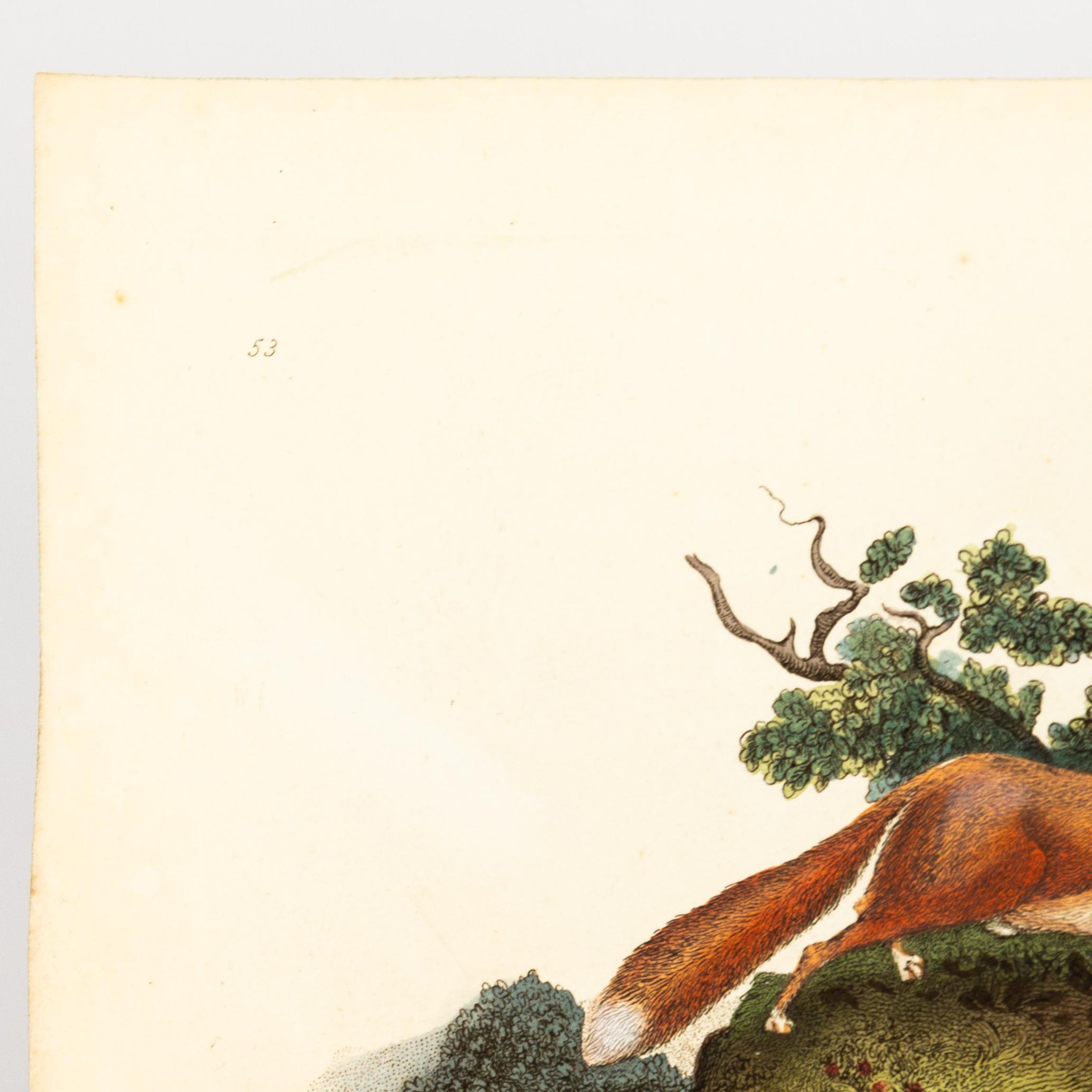 Handkolorierte Kupferplatte E. Donovan & F.C. & J. Rivington Feb 1820 Gravur im Zustand „Gut“ im Angebot in Nottingham, GB