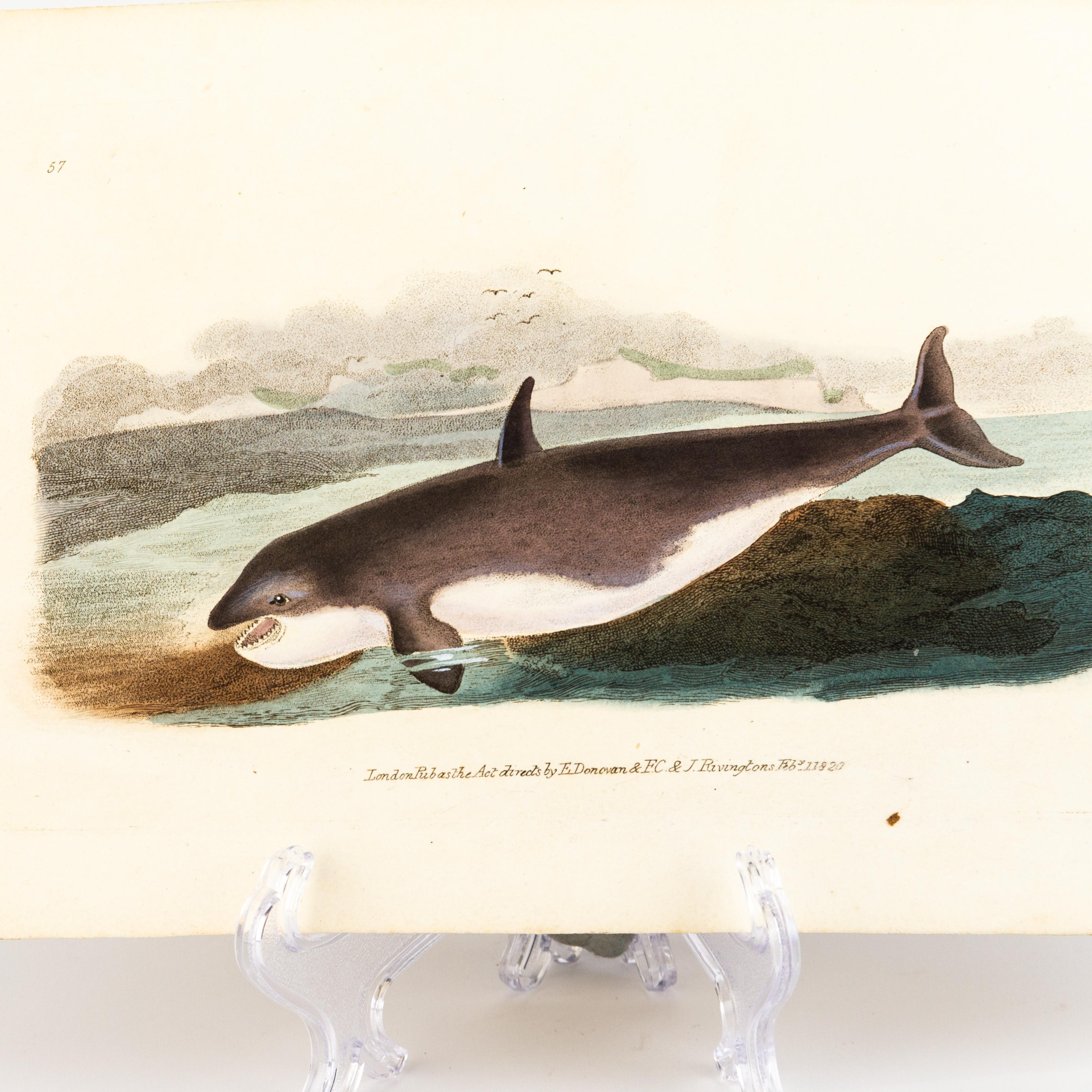 Handkolorierte Kupferplatte E. Donovan & F.C. & J. Rivington Feb 1820 Gravur im Zustand „Gut“ im Angebot in Nottingham, GB