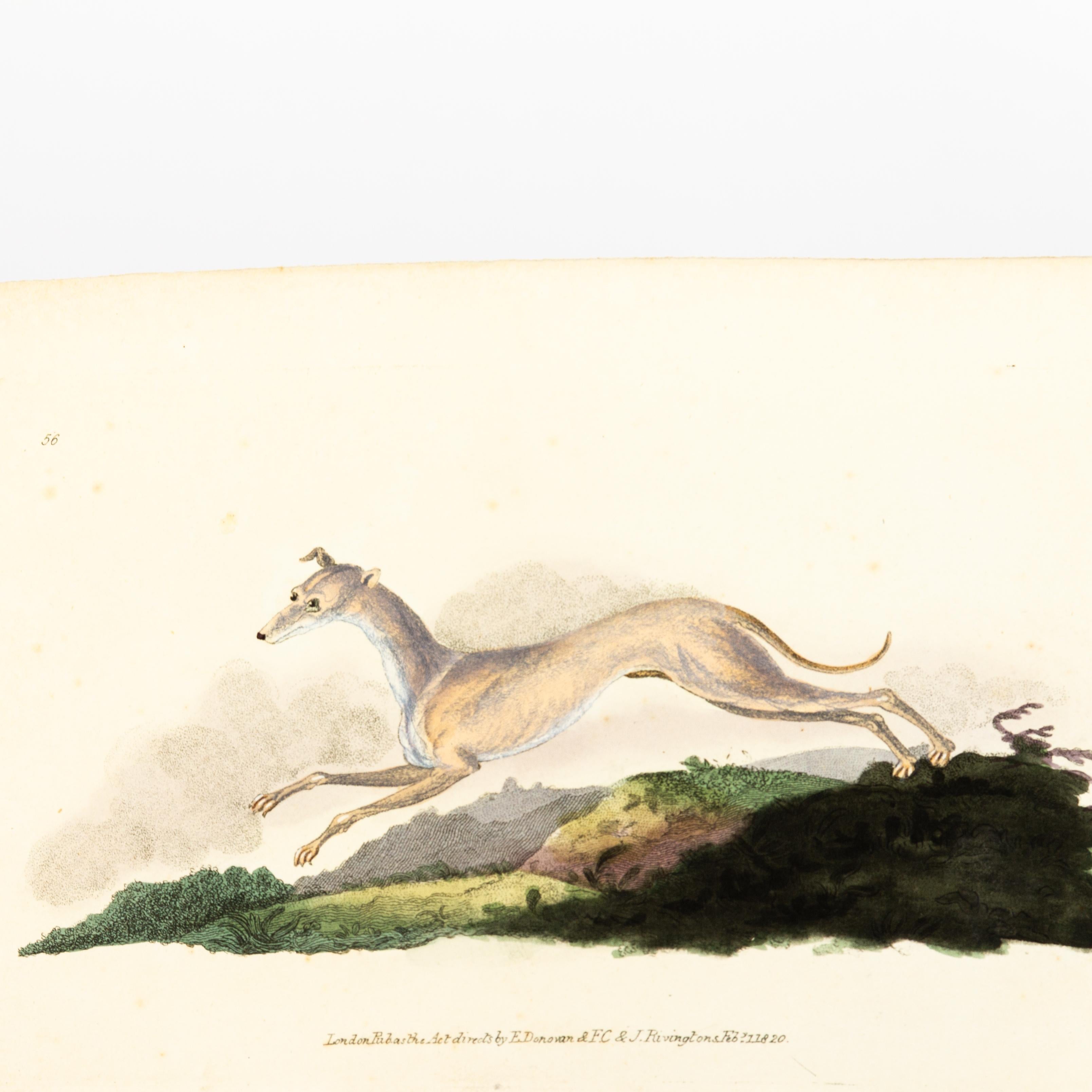 Handcoloured Copperplate E. Donovan & F.C. & J. Rivington Feb 1820 Engraving In Good Condition For Sale In Nottingham, GB
