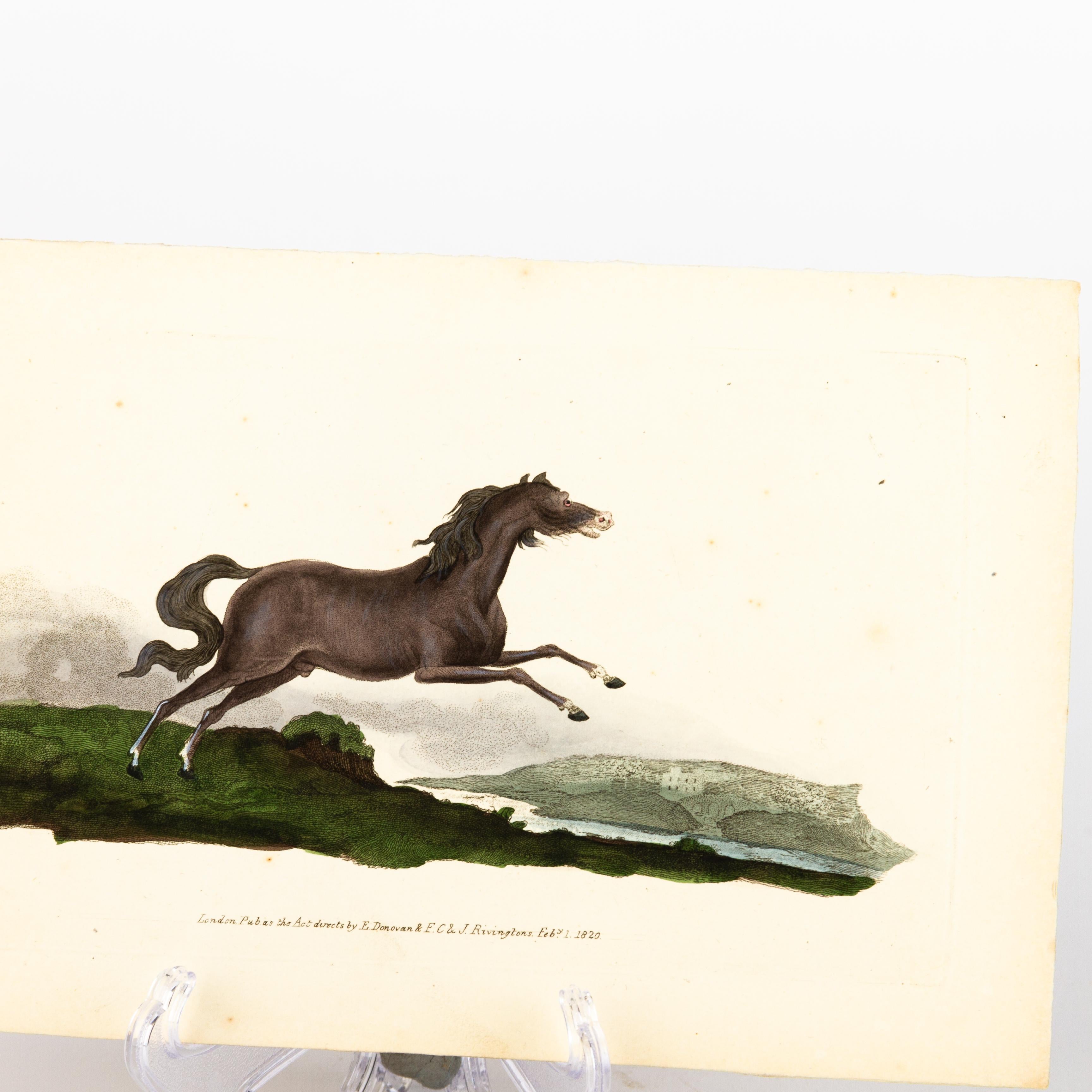 Handkolorierte Kupferplatte E. Donovan & F.C. & J. Rivington Feb 1820 Gravur im Zustand „Gut“ im Angebot in Nottingham, GB