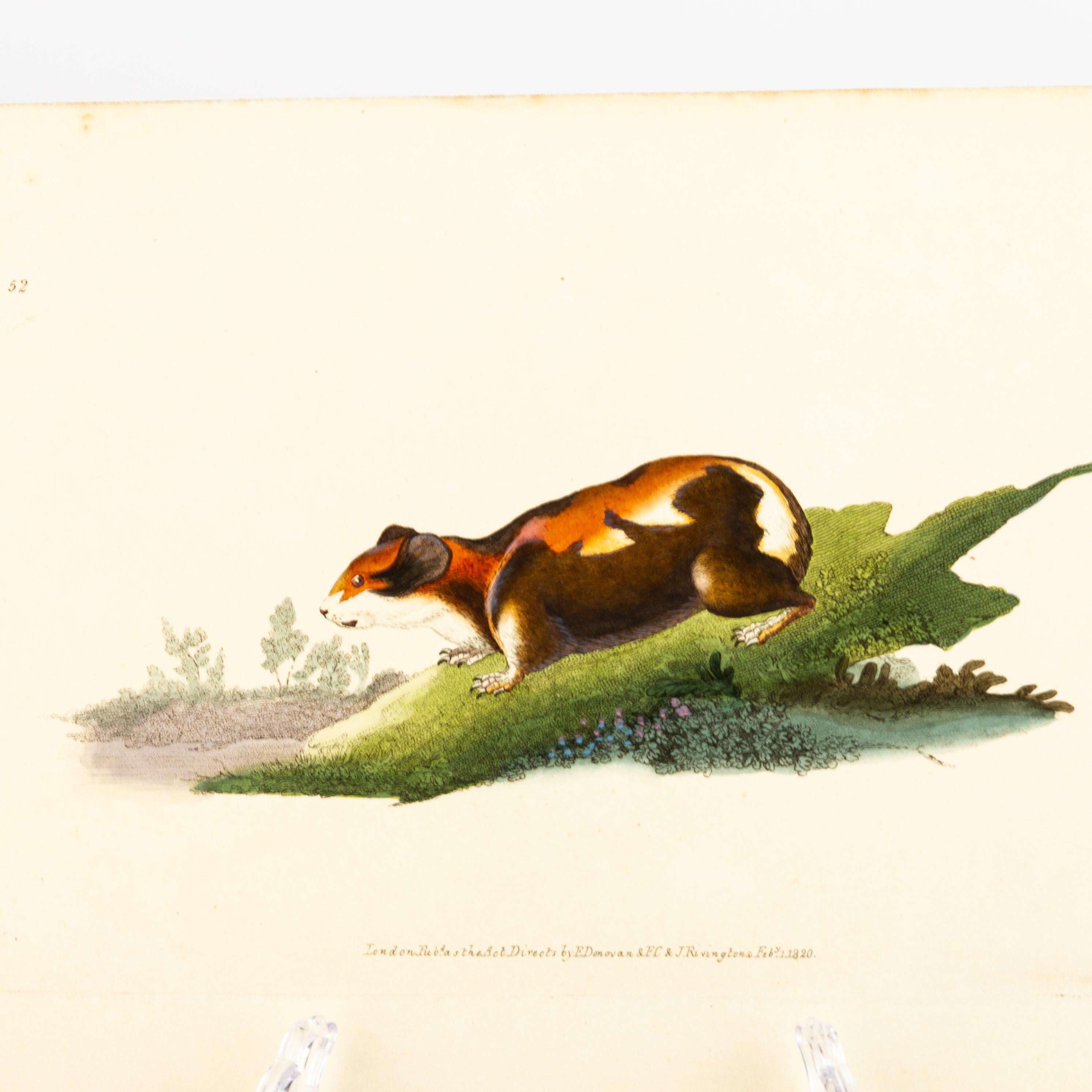 Handkolorierte Kupferplatte E. Donovan & F.C. & J. Rivington Feb 1820 Gravur (19. Jahrhundert) im Angebot