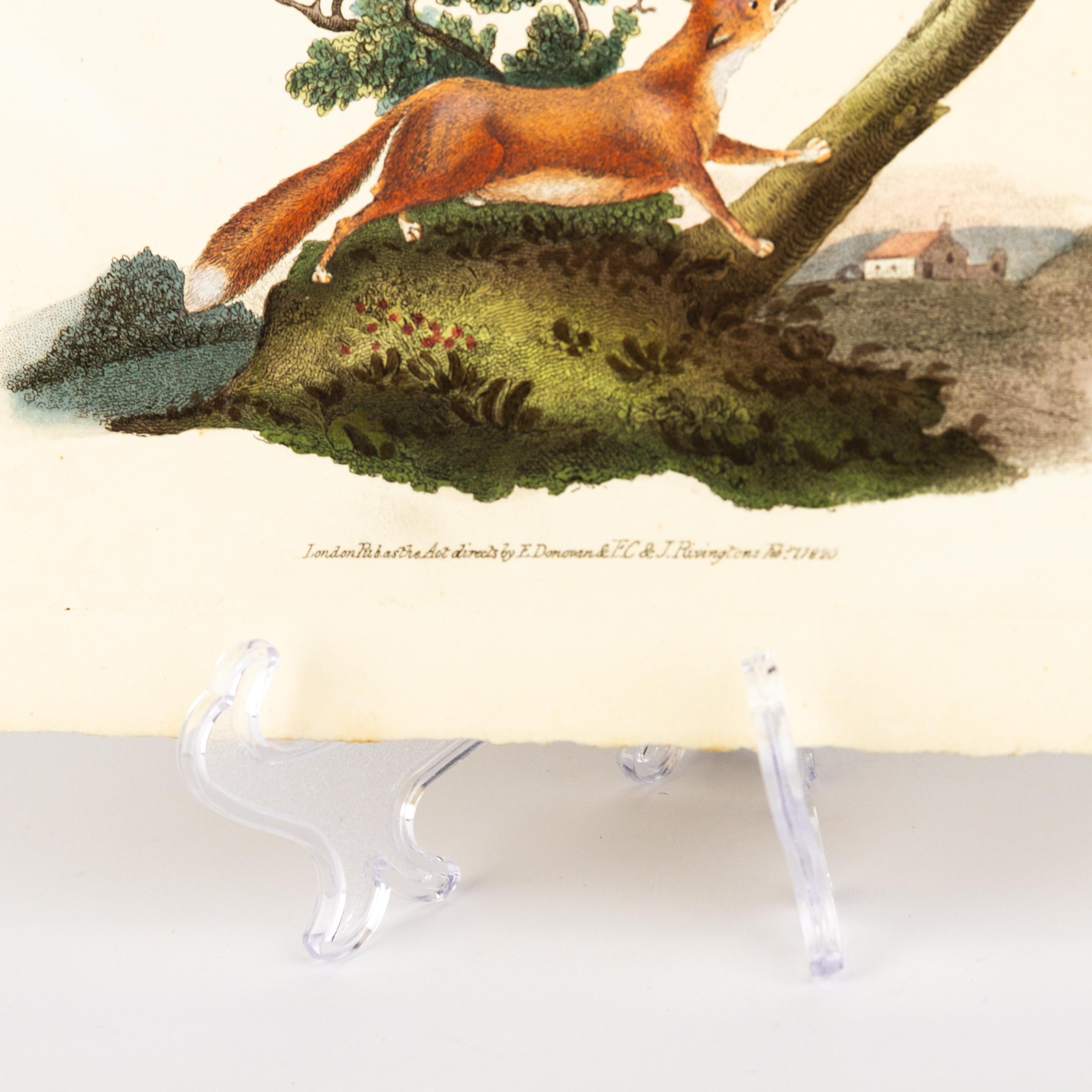 Handkolorierte Kupferplatte E. Donovan & F.C. & J. Rivington Feb 1820 Gravur (19. Jahrhundert) im Angebot
