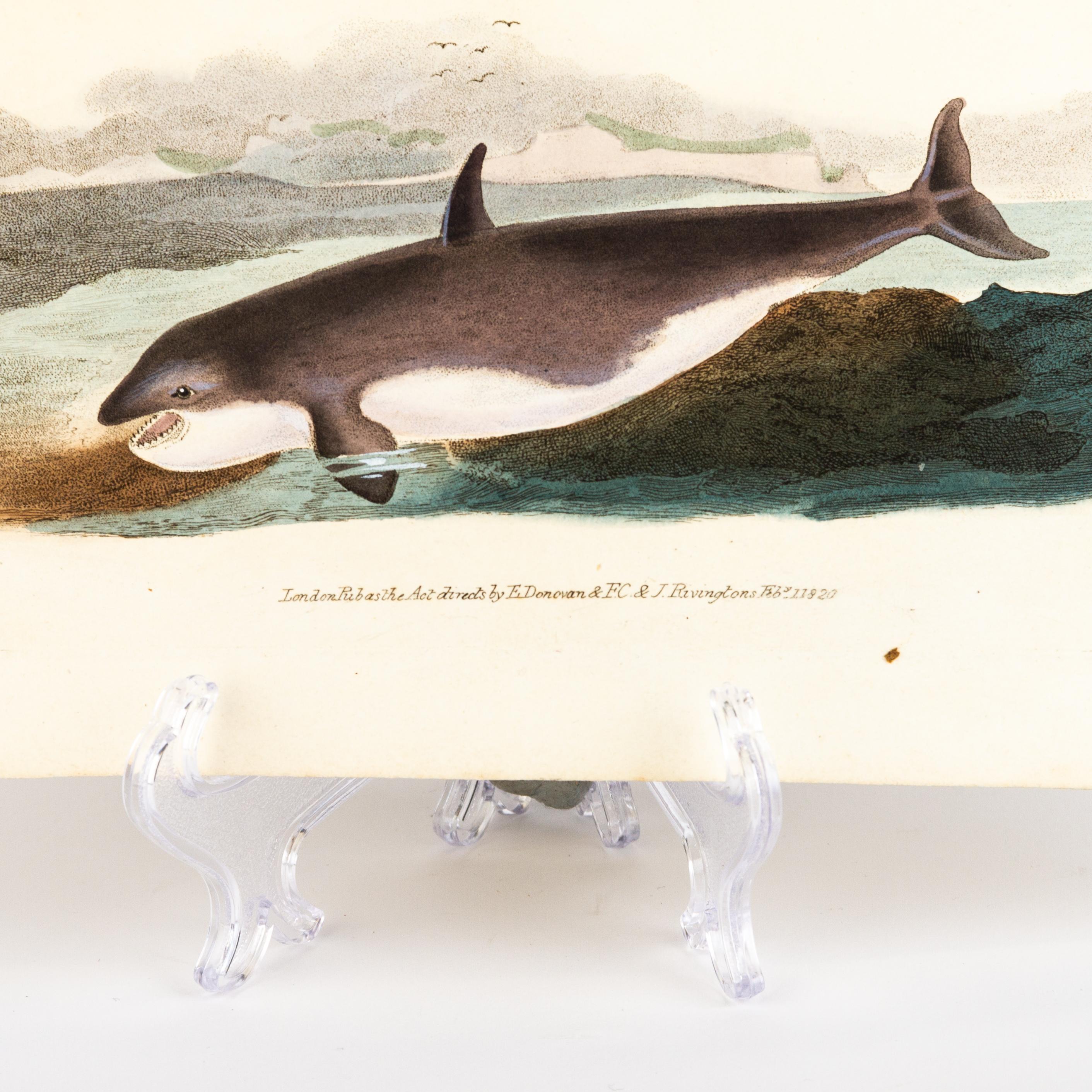 Handkolorierte Kupferplatte E. Donovan & F.C. & J. Rivington Feb 1820 Gravur (19. Jahrhundert) im Angebot