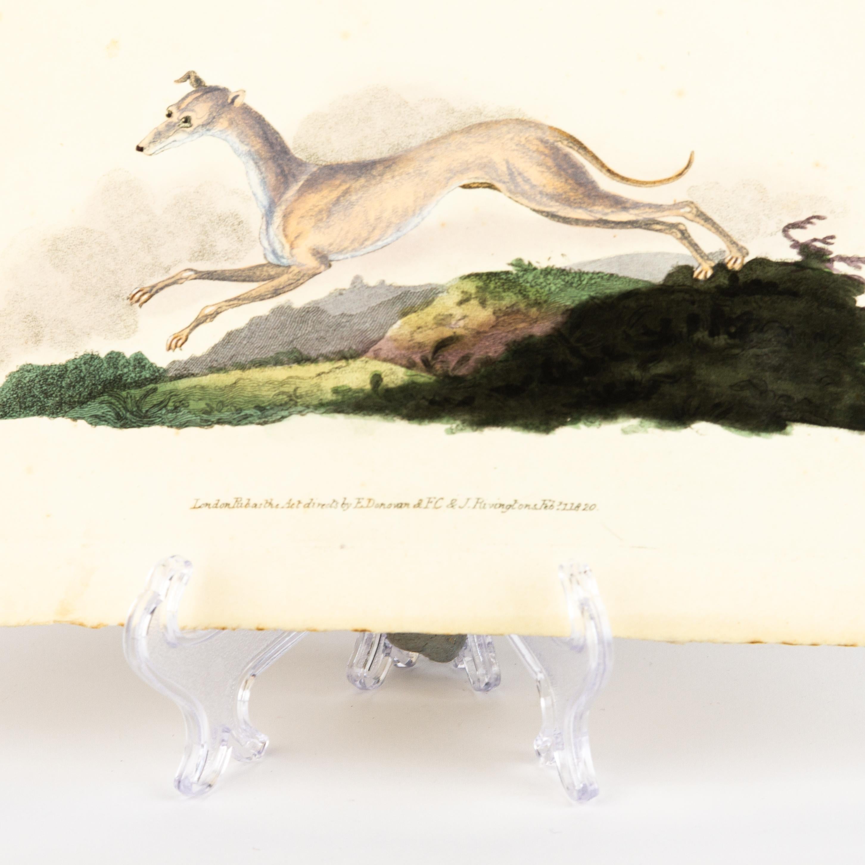 19th Century Handcoloured Copperplate E. Donovan & F.C. & J. Rivington Feb 1820 Engraving For Sale