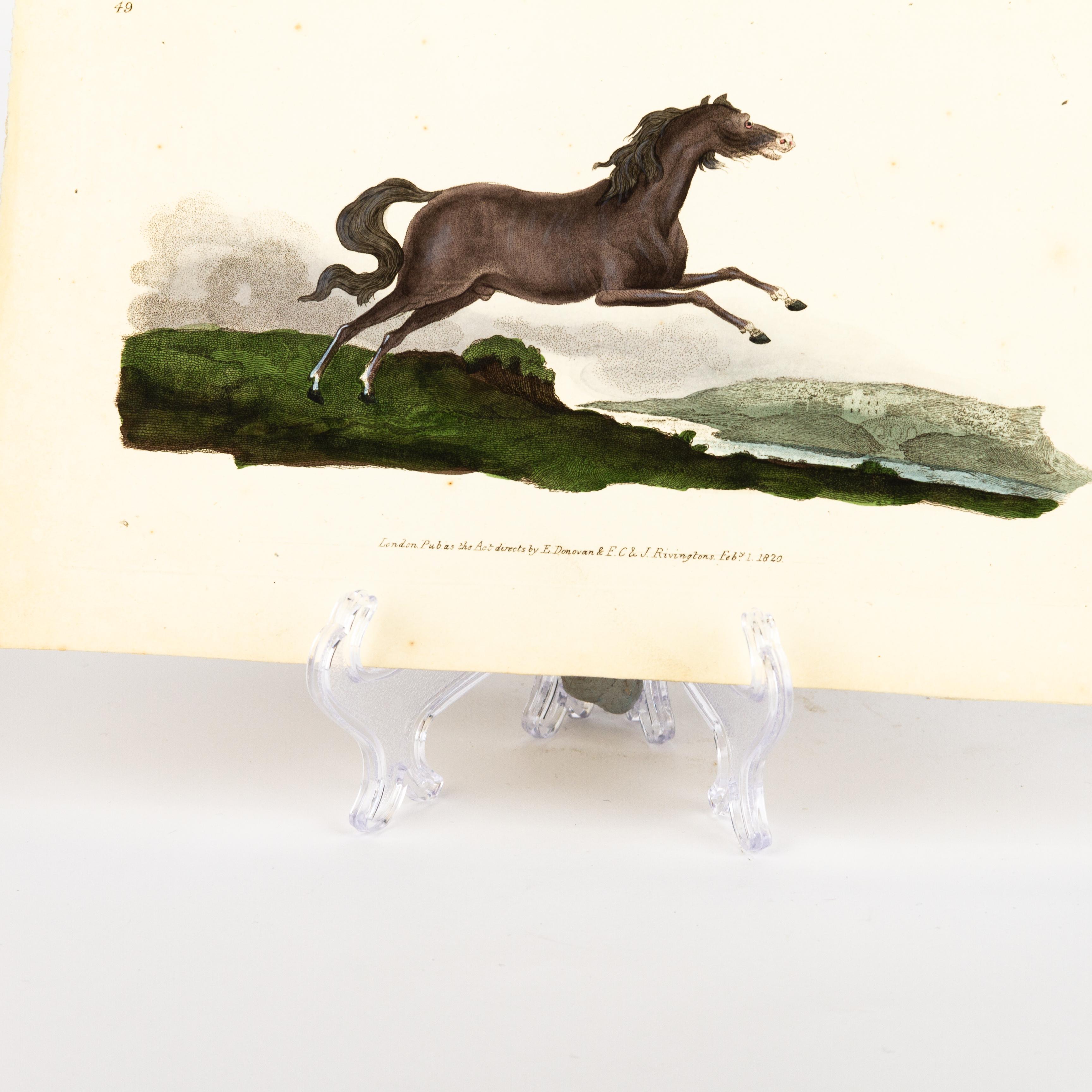 Handkolorierte Kupferplatte E. Donovan & F.C. & J. Rivington Feb 1820 Gravur (19. Jahrhundert) im Angebot