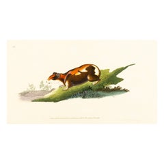 Handkolorierte Kupferplatte E. Donovan & F.C. & J. Rivington Feb 1820 Gravur
