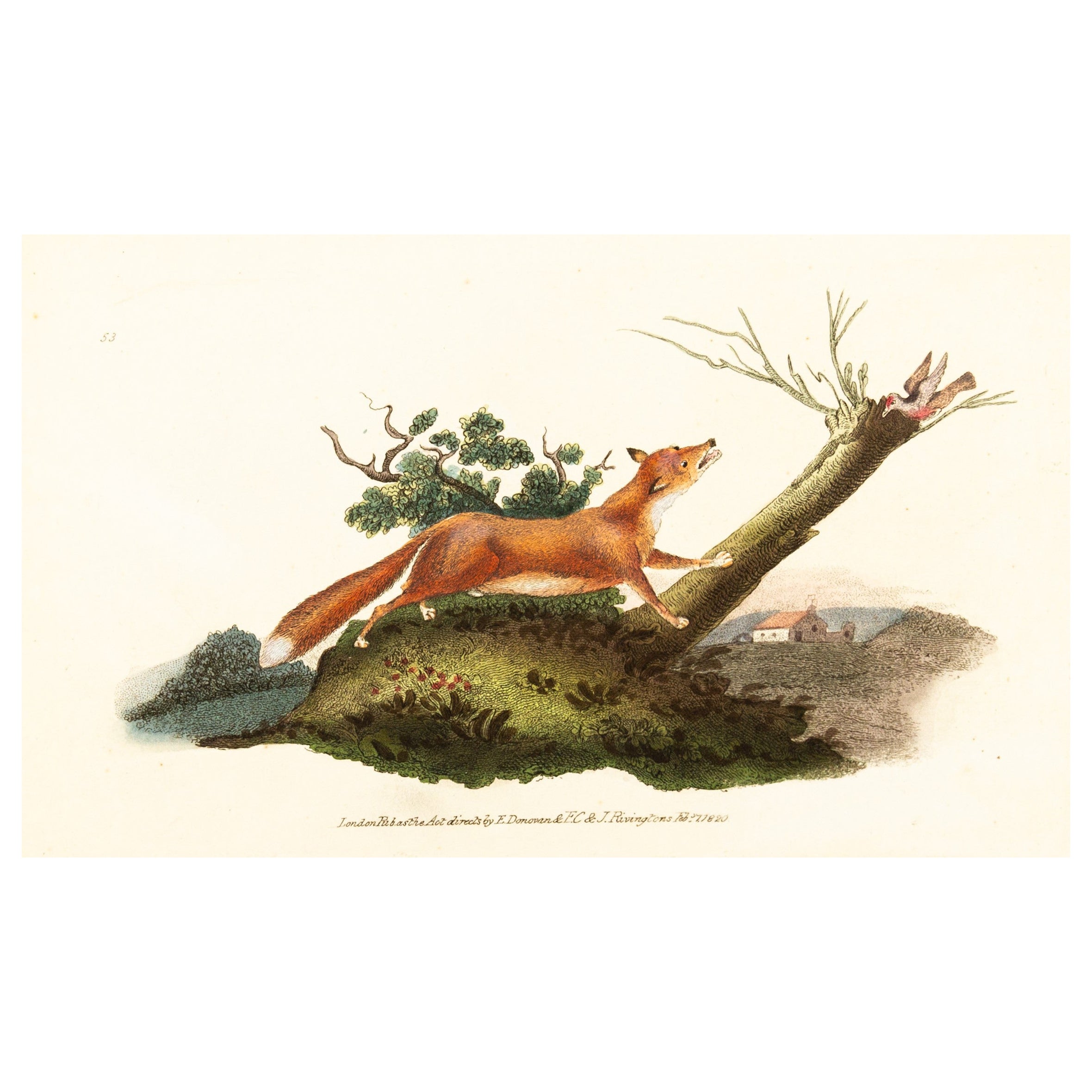 gravure E. Donovan & F.C. & J. Rivington février 1820