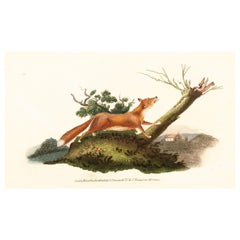 gravure E. Donovan & F.C. & J. Rivington février 1820