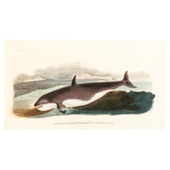 Handkolorierte Kupferplatte E. Donovan & F.C. & J. Rivington Feb 1820 Gravur