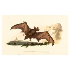 Handcoloured Copperplate E. Donovan & F.C. & J. Rivington Feb 1820 Engraving