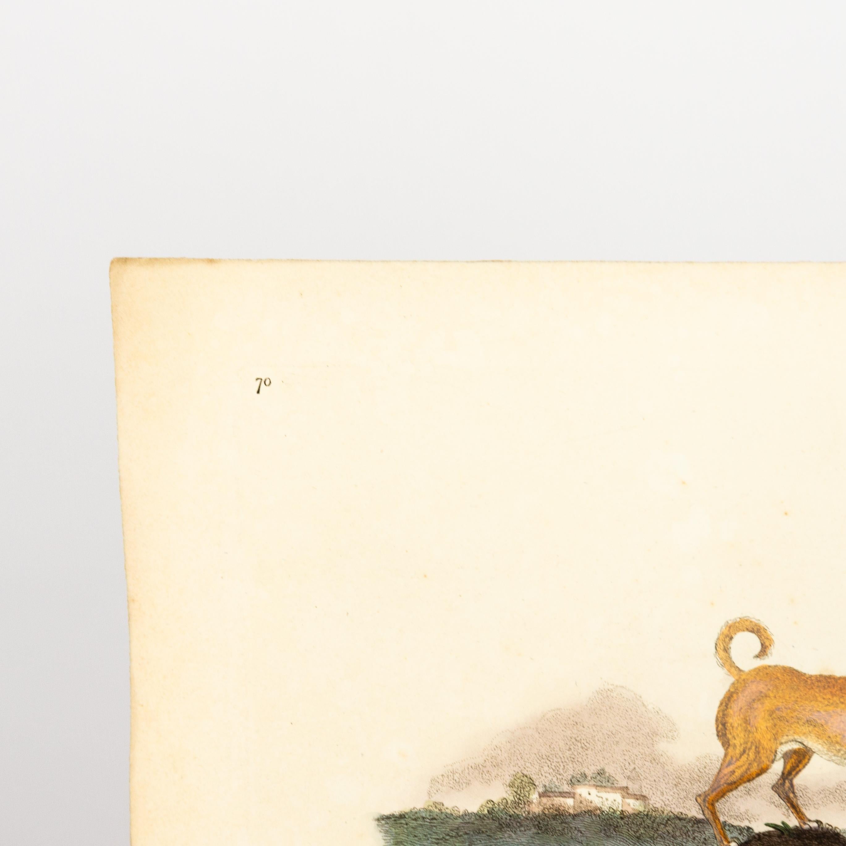 Handkolorierte Kupferplatte E. Donovan & F.C. & J. Rivington Feb 1st 1820 Gravur im Zustand „Gut“ im Angebot in Nottingham, GB