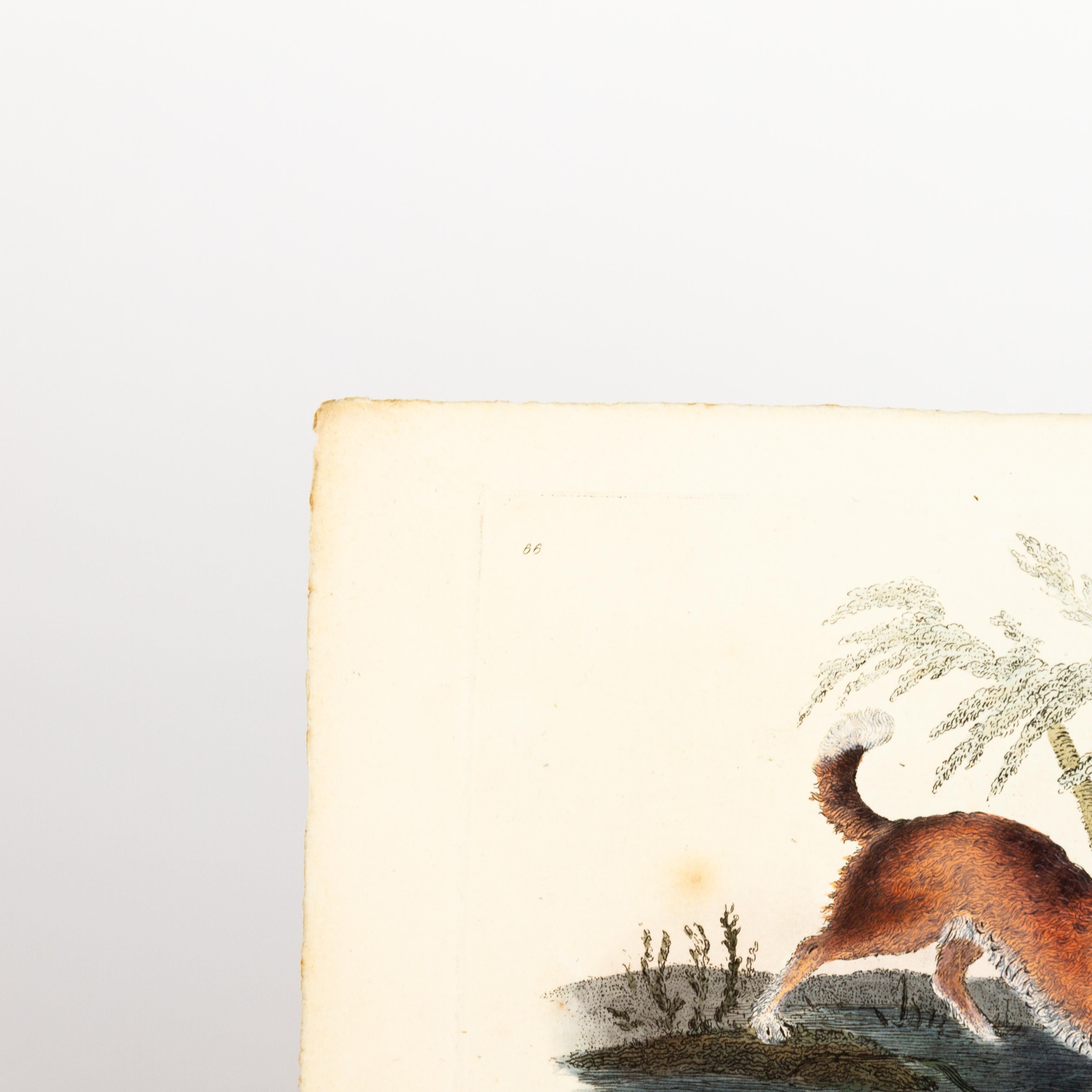Handkolorierte Kupferplatte E. Donovan & F.C. & J. Rivington Feb 1st 1820 Gravur (19. Jahrhundert) im Angebot