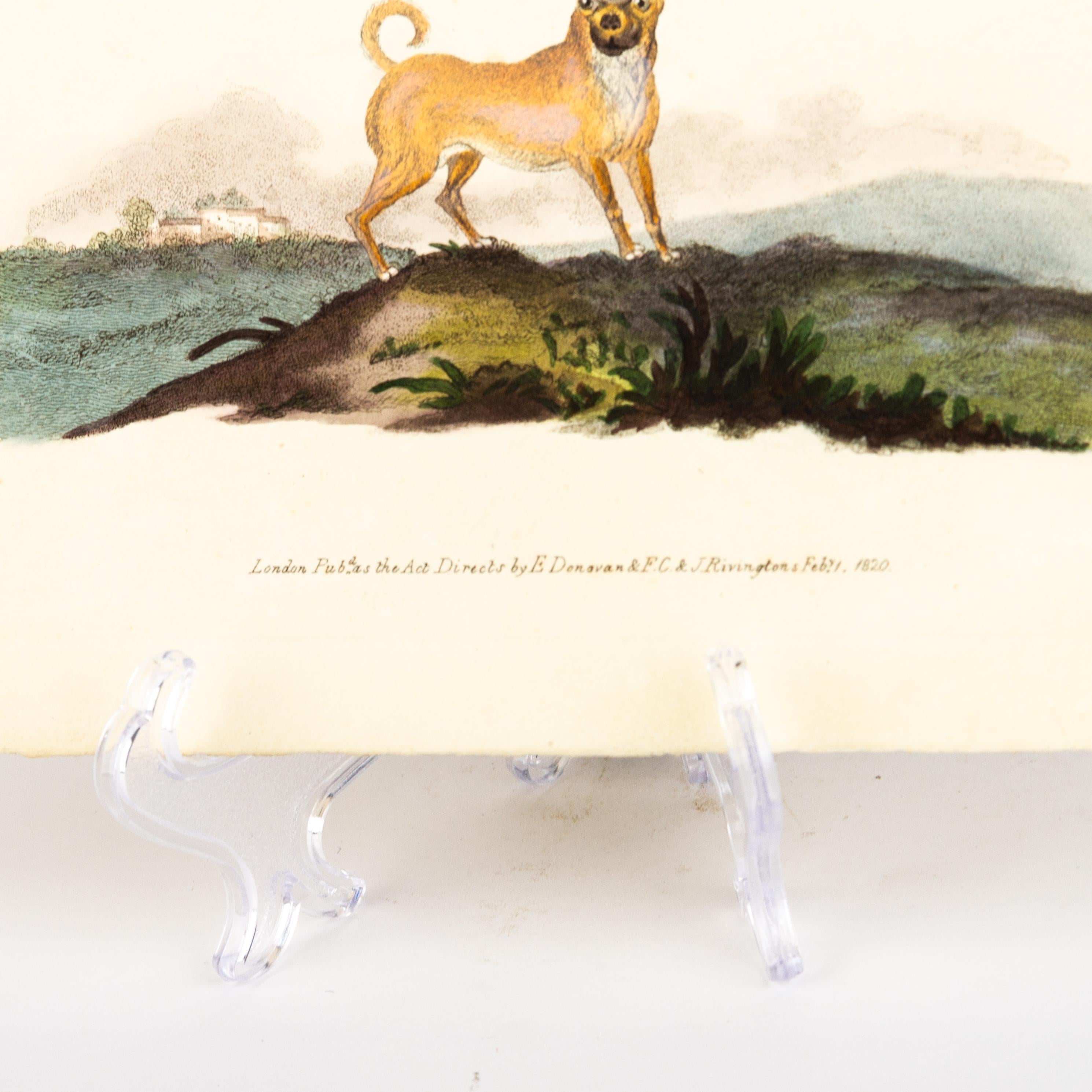 Handkolorierte Kupferplatte E. Donovan & F.C. & J. Rivington Feb 1st 1820 Gravur (19. Jahrhundert) im Angebot
