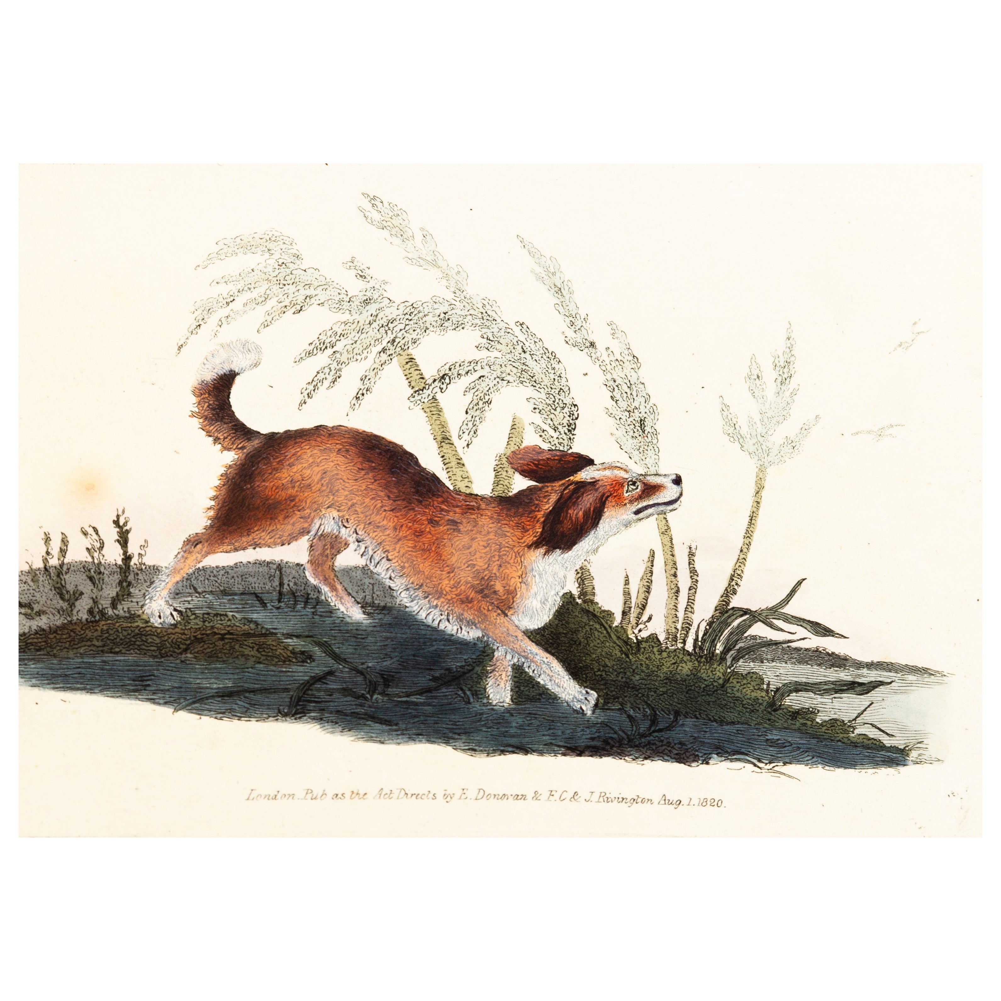 Handkolorierte Kupferplatte E. Donovan & F.C. & J. Rivington Feb 1st 1820 Gravur