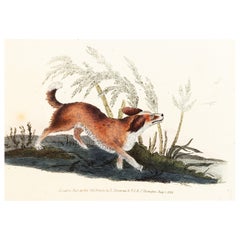 Handcoloured Copperplate E. Donovan & F.C. & J. Rivington Feb 1st 1820 Engraving