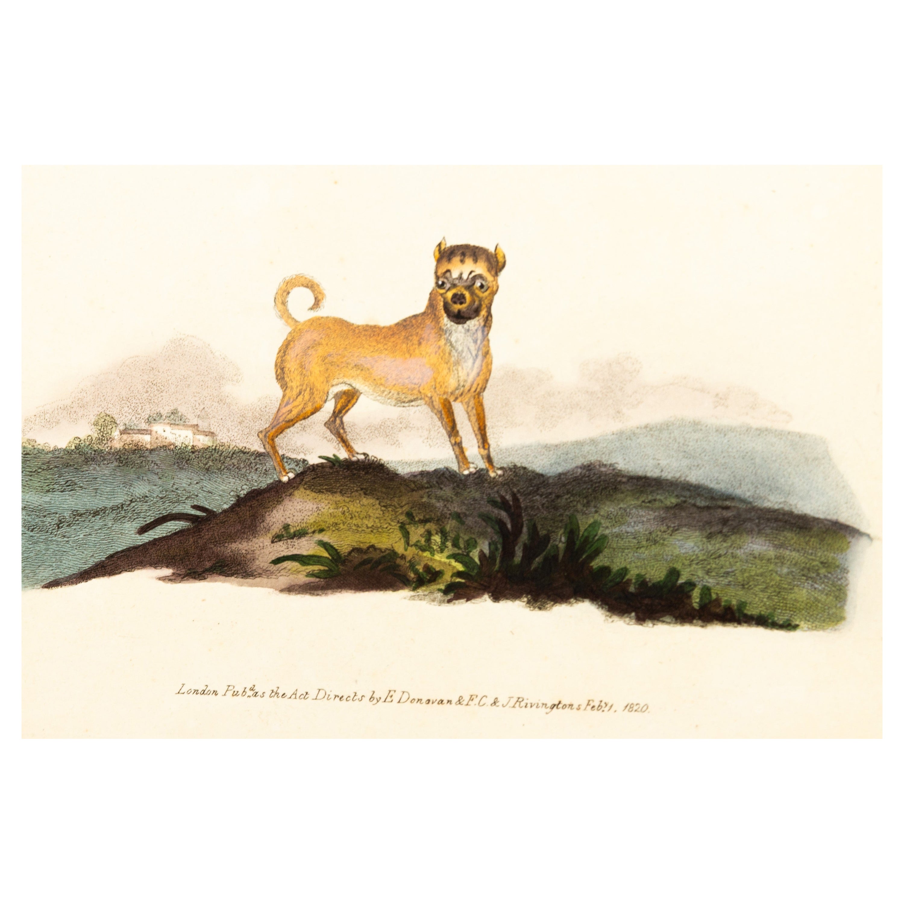 Handkolorierte Kupferplatte E. Donovan & F.C. & J. Rivington Feb 1st 1820 Gravur im Angebot