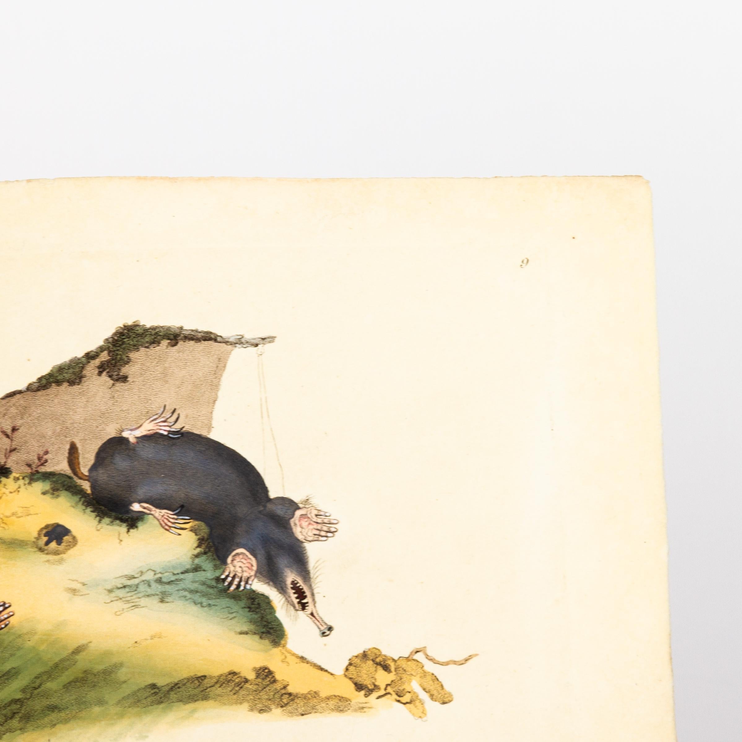 Original Handkolorierter Kupferstich E. Donovan & F.C. & J. Rivington Juni 1815 Kupferstich
Guter Gesamtzustand
Kostenloser internationaler Versand.