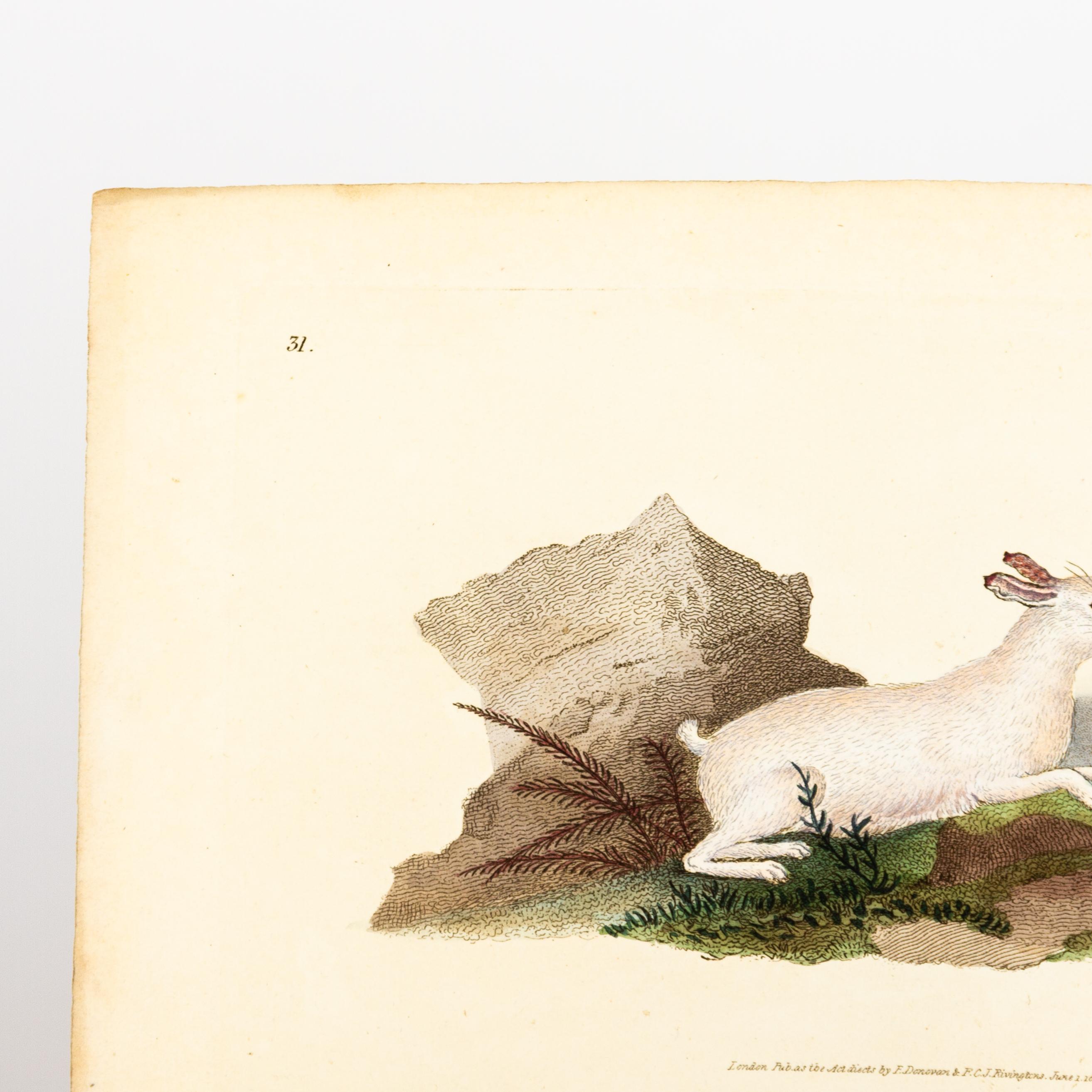 Original Handkolorierter Kupferstich E. Donovan & F.C. & J. Rivington Juni 1815 Kupferstich
Guter Gesamtzustand
Kostenloser internationaler Versand.