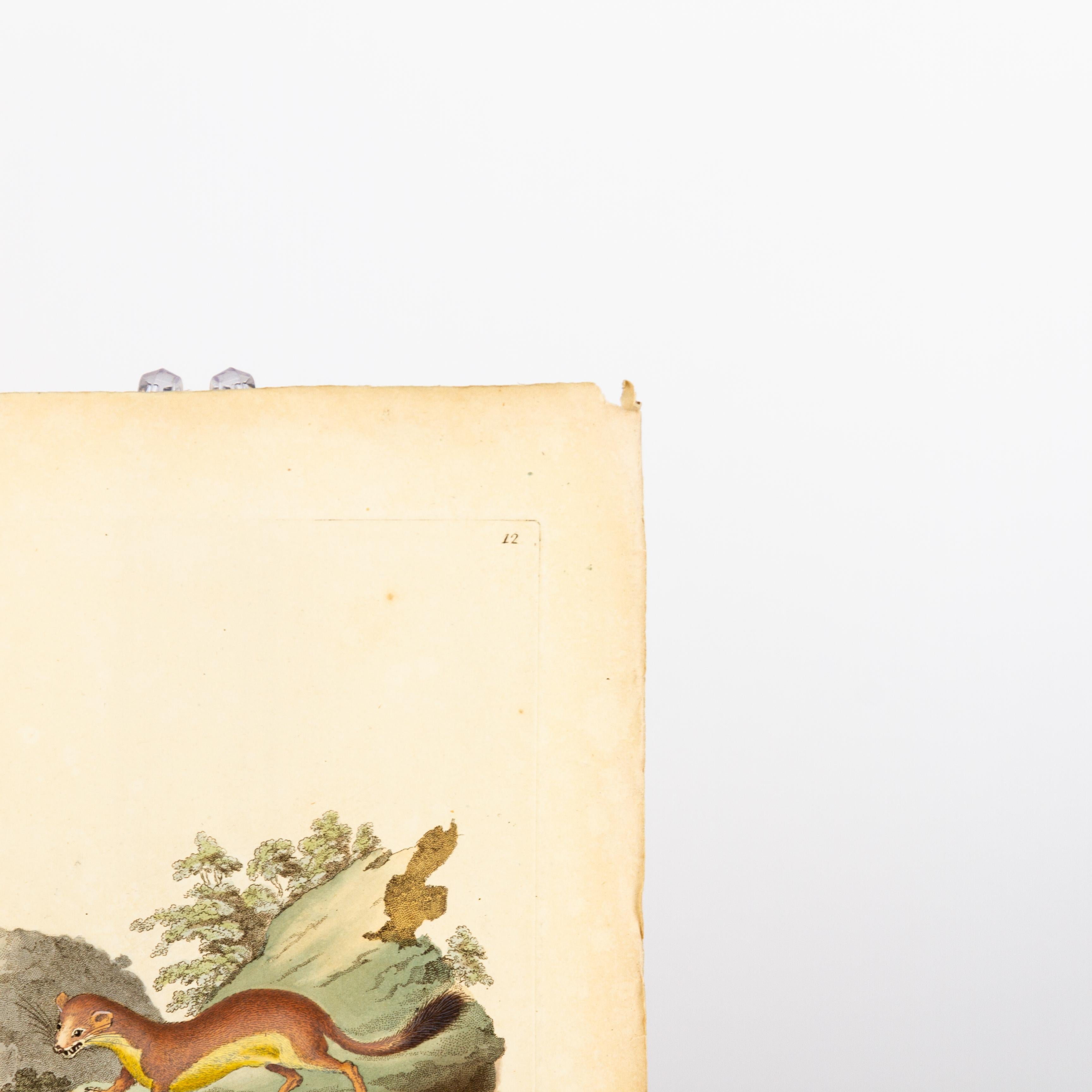 Handkolorierte Kupferplatte E. Donovan & F.C. & J. Rivington Juni 1815 Gravur im Zustand „Gut“ im Angebot in Nottingham, GB