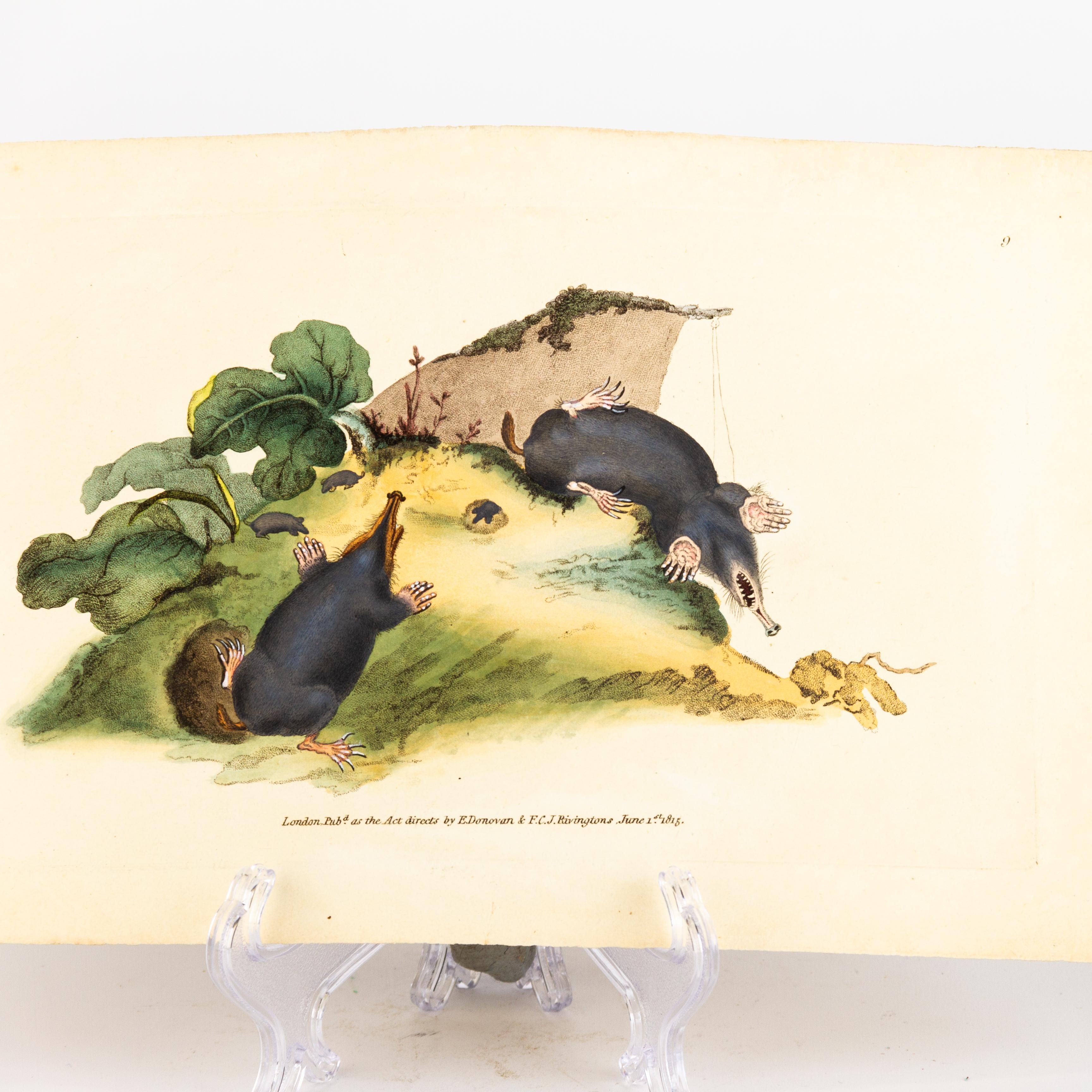 Handkolorierte Kupferplatte E. Donovan & F.C. & J. Rivington Juni 1815 Gravur im Zustand „Gut“ im Angebot in Nottingham, GB