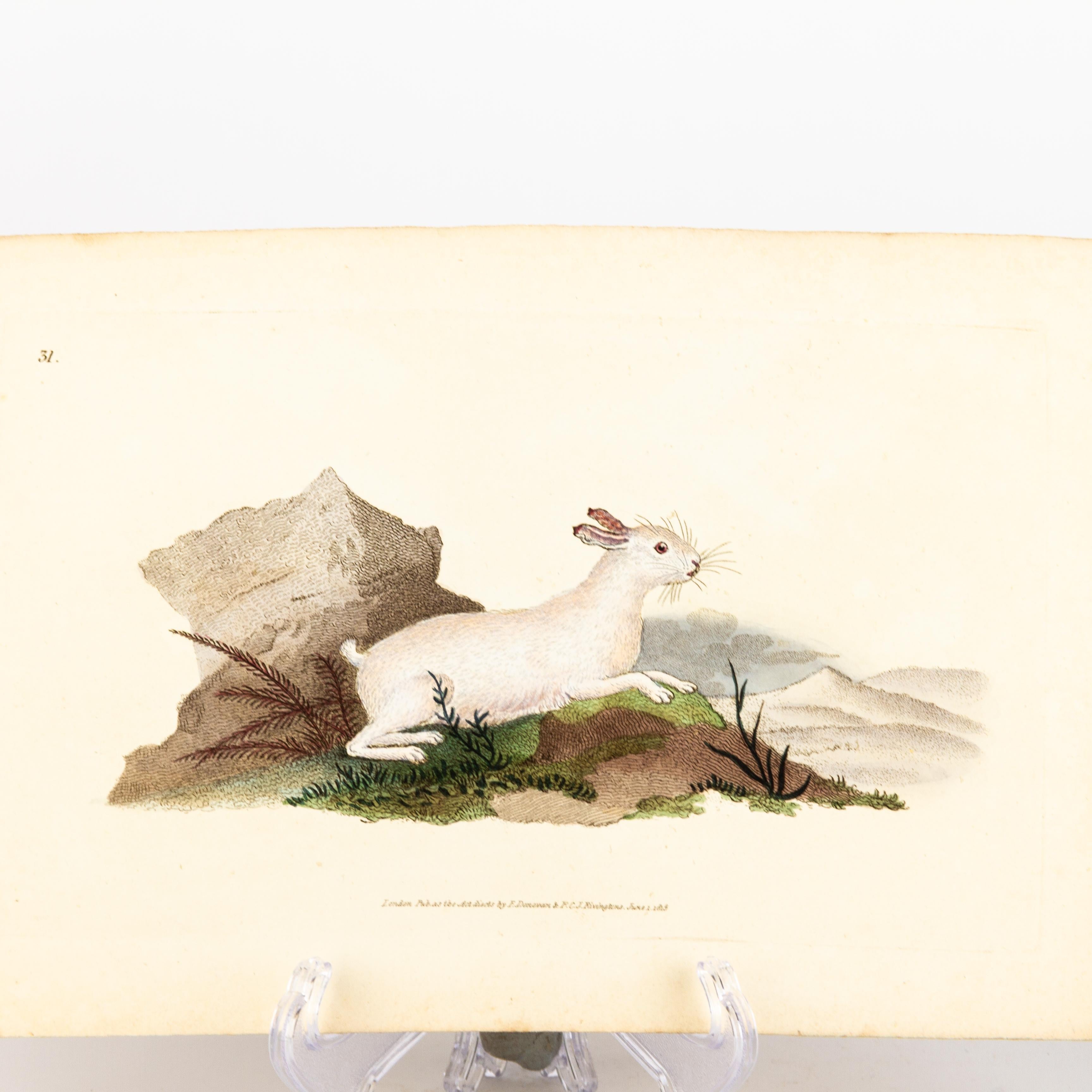 Handkolorierte Kupferplatte E. Donovan & F.C. & J. Rivington Juni 1815 Gravur im Zustand „Gut“ im Angebot in Nottingham, GB