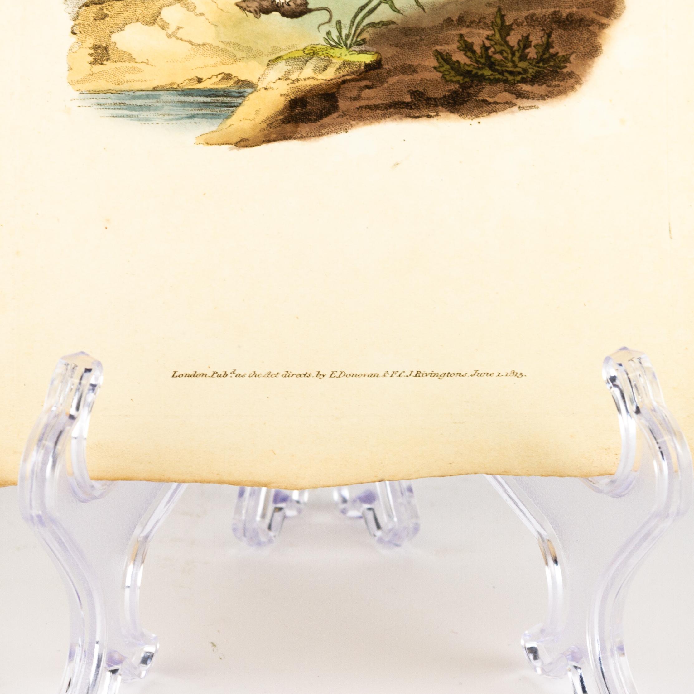 Handkolorierte Kupferplatte E. Donovan & F.C. & J. Rivington Juni 1815 Gravur (19. Jahrhundert) im Angebot