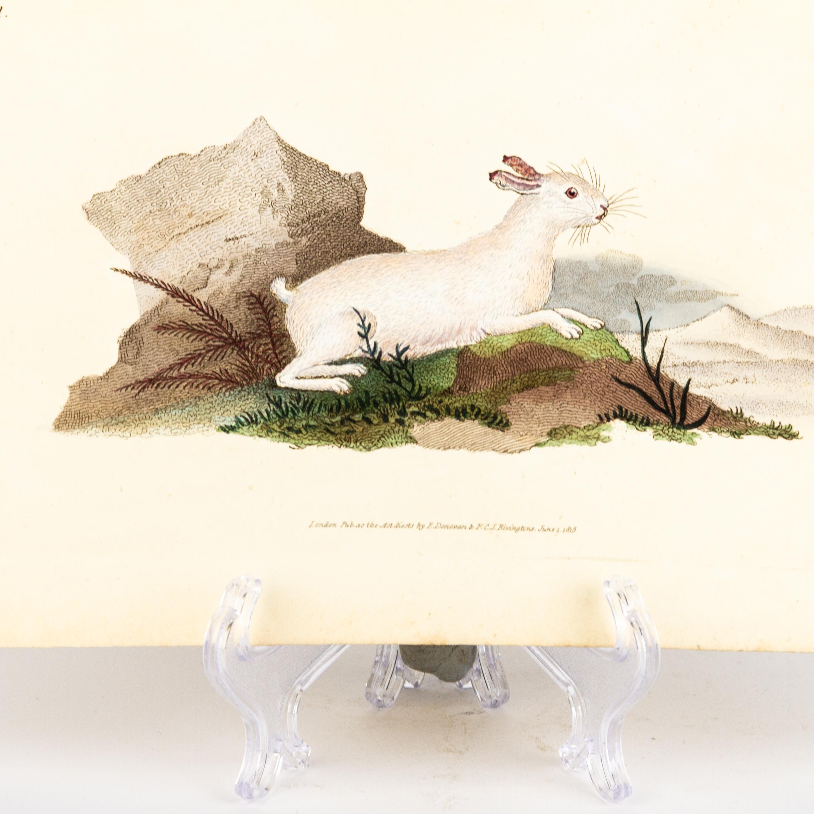 Handkolorierte Kupferplatte E. Donovan & F.C. & J. Rivington Juni 1815 Gravur (19. Jahrhundert) im Angebot