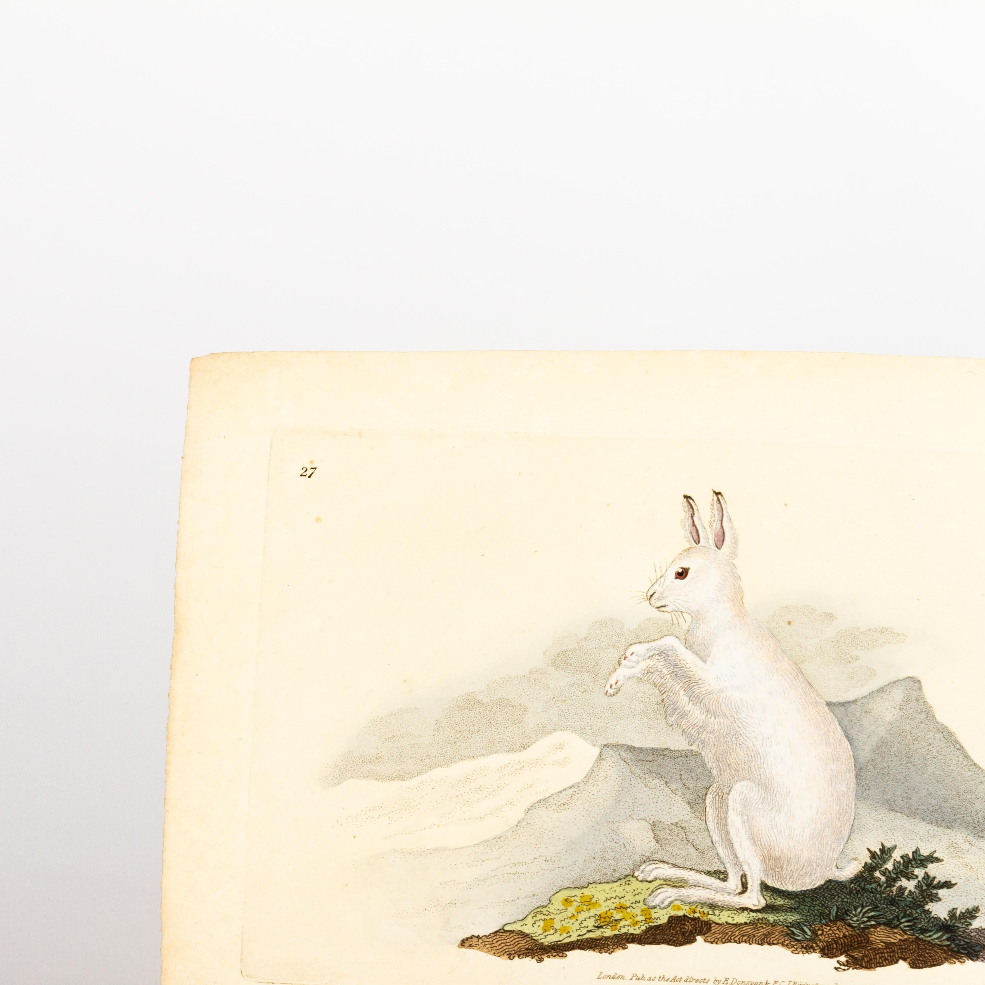 Original Handkolorierter Kupferstich E. Donovan & F.C. & J. Rivington Juni 1818 Kupferstich
Guter Gesamtzustand
Kostenloser internationaler Versand.