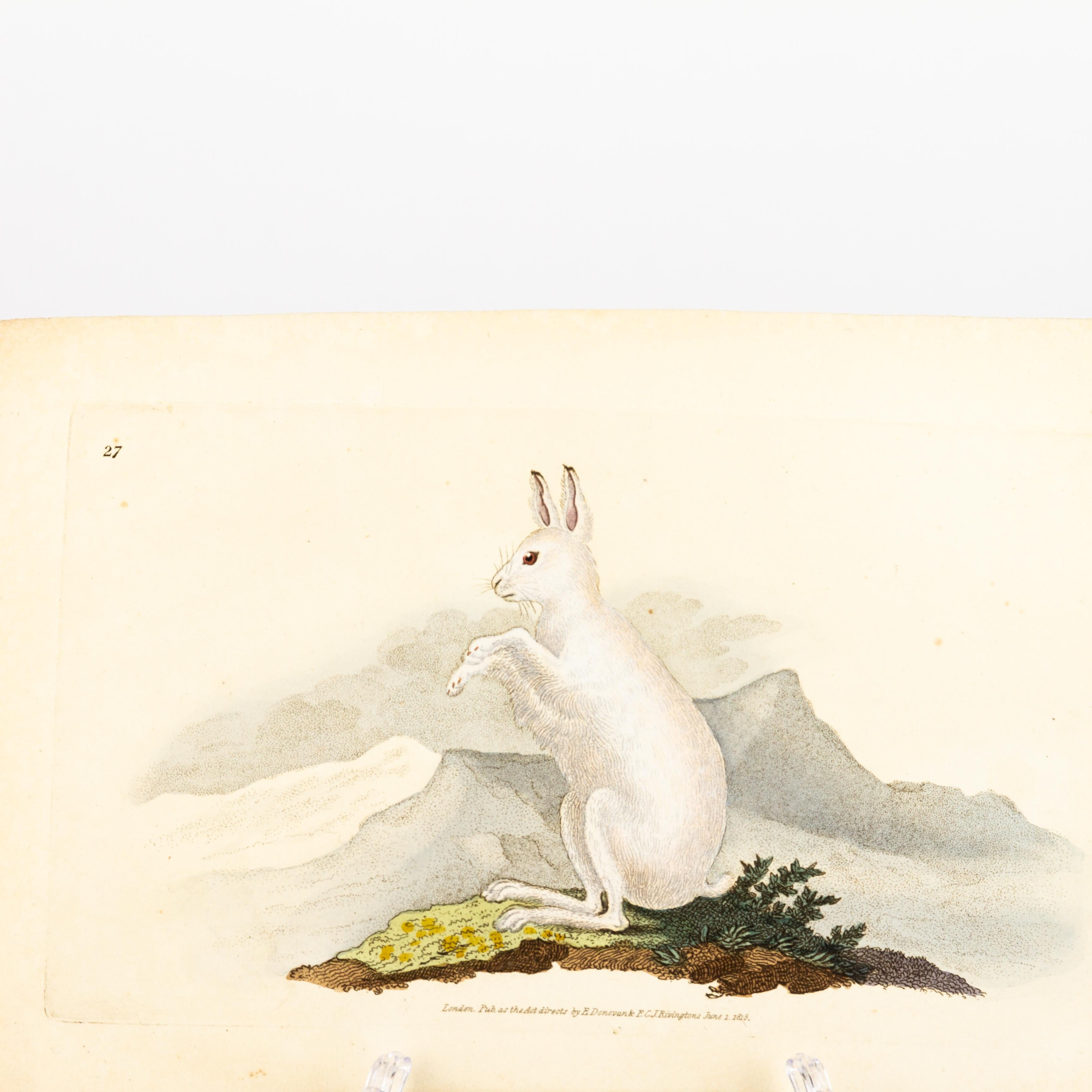 Handkolorierte Kupferplatte E. Donovan & F.C. & J. Rivington Juni 1818 Gravur im Zustand „Gut“ im Angebot in Nottingham, GB