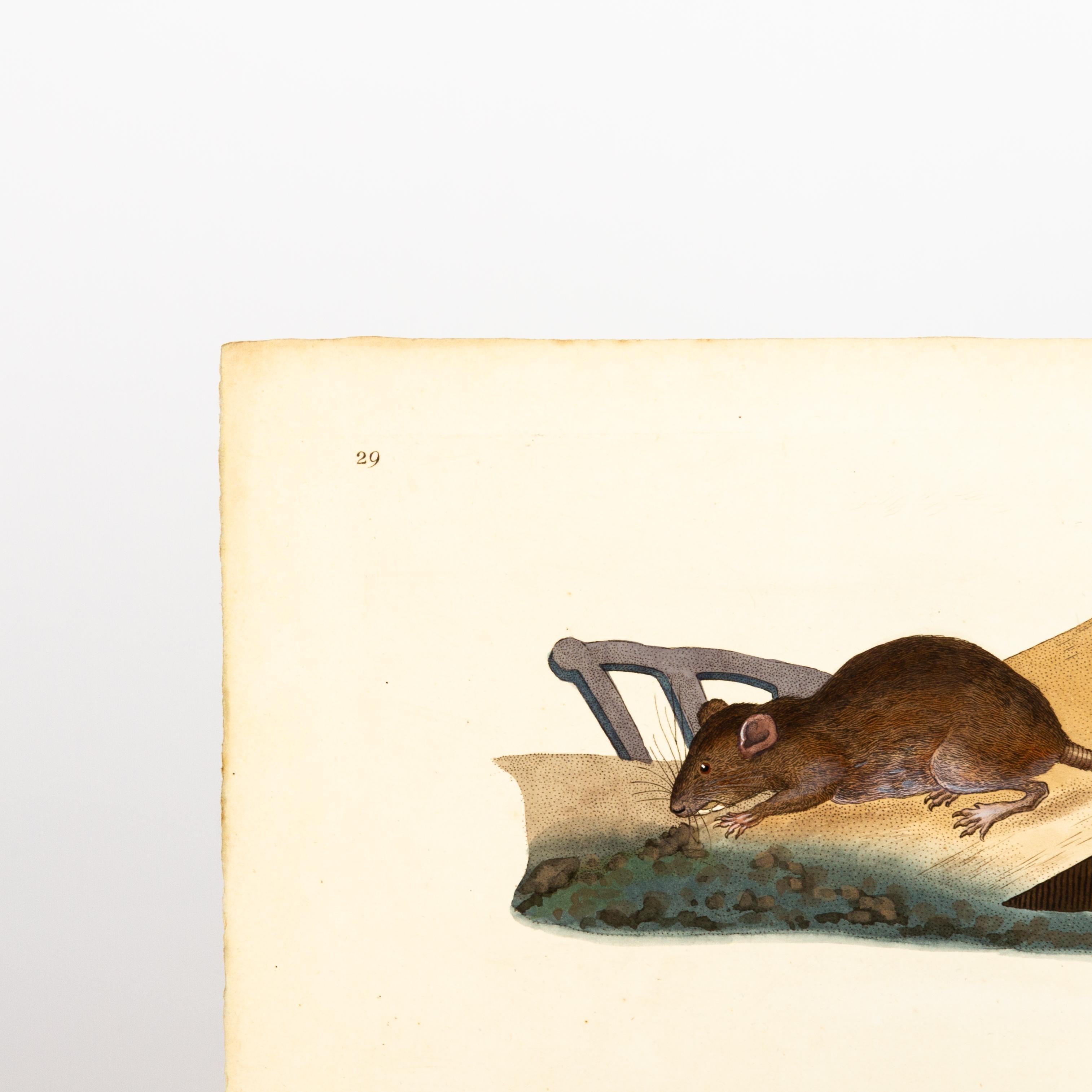 Original Handkolorierter Kupferstich E. Donovan & F.C. & J. Rivington Juni 1819 Kupferstich
Guter Gesamtzustand
Kostenloser internationaler Versand.
